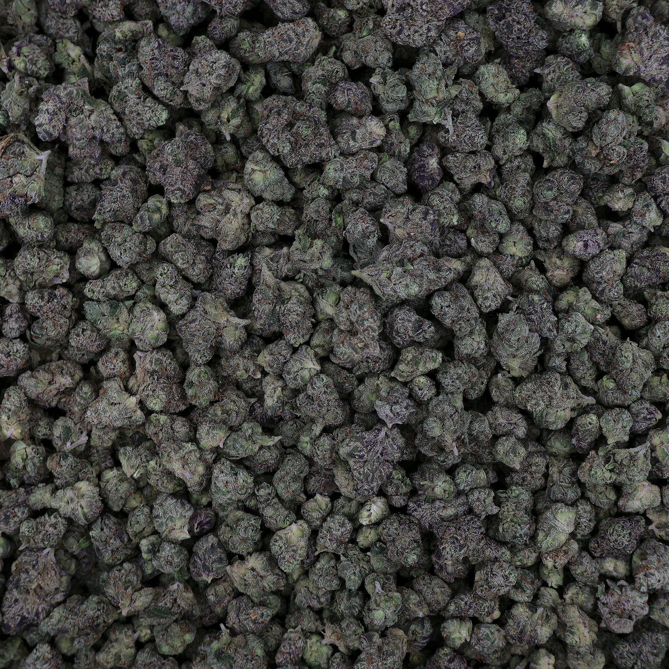 Miracle of the Desert Lemon Cherry Gelato THCA flower small buds with vibrant green and purple hues, showcasing dense, resinous cannabis buds.