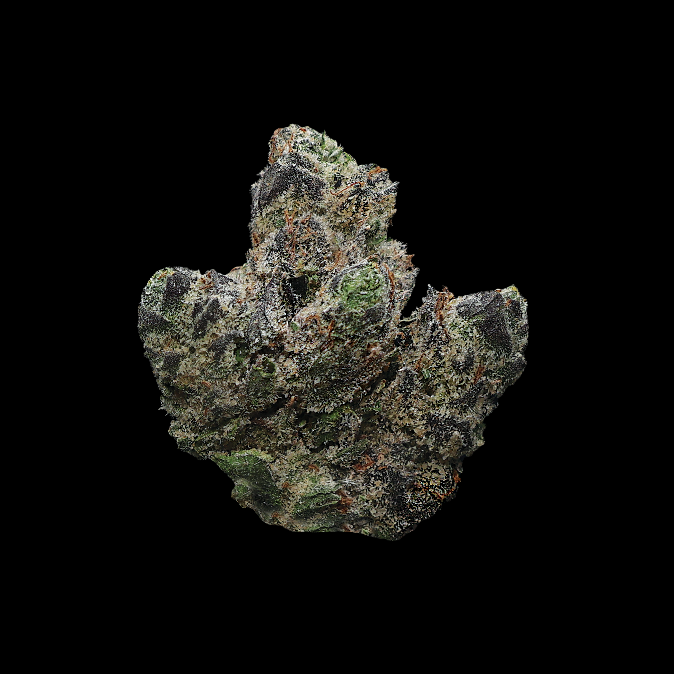 Lemon Cherry Gelato THCA flower small buds from Miracle of the Desert, showcasing dense, colorful cannabis buds with orange and purple hues.