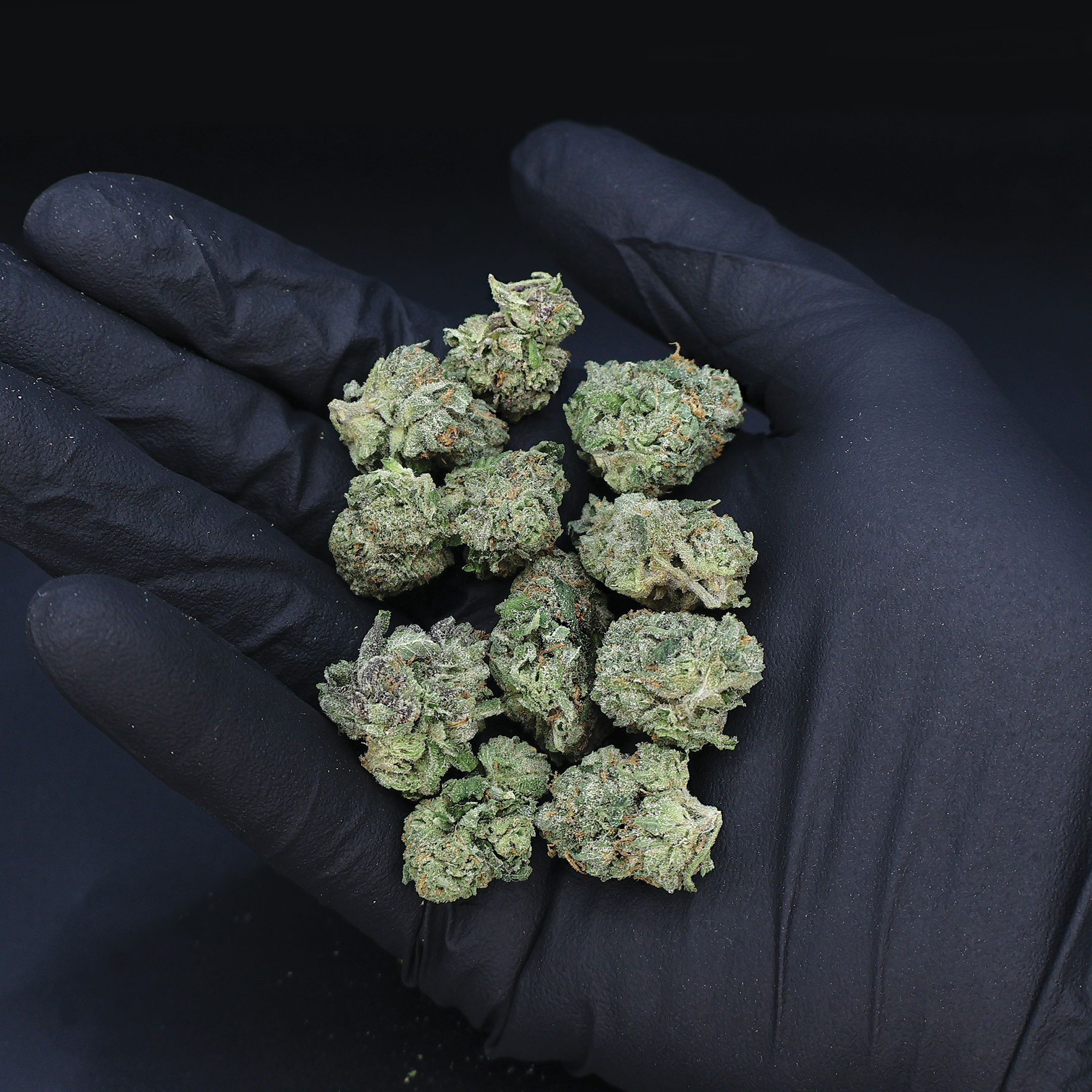 Miracle of the Desert Grape OG THCA Flower small buds, purple and green cannabis flowers with frosty trichomes.