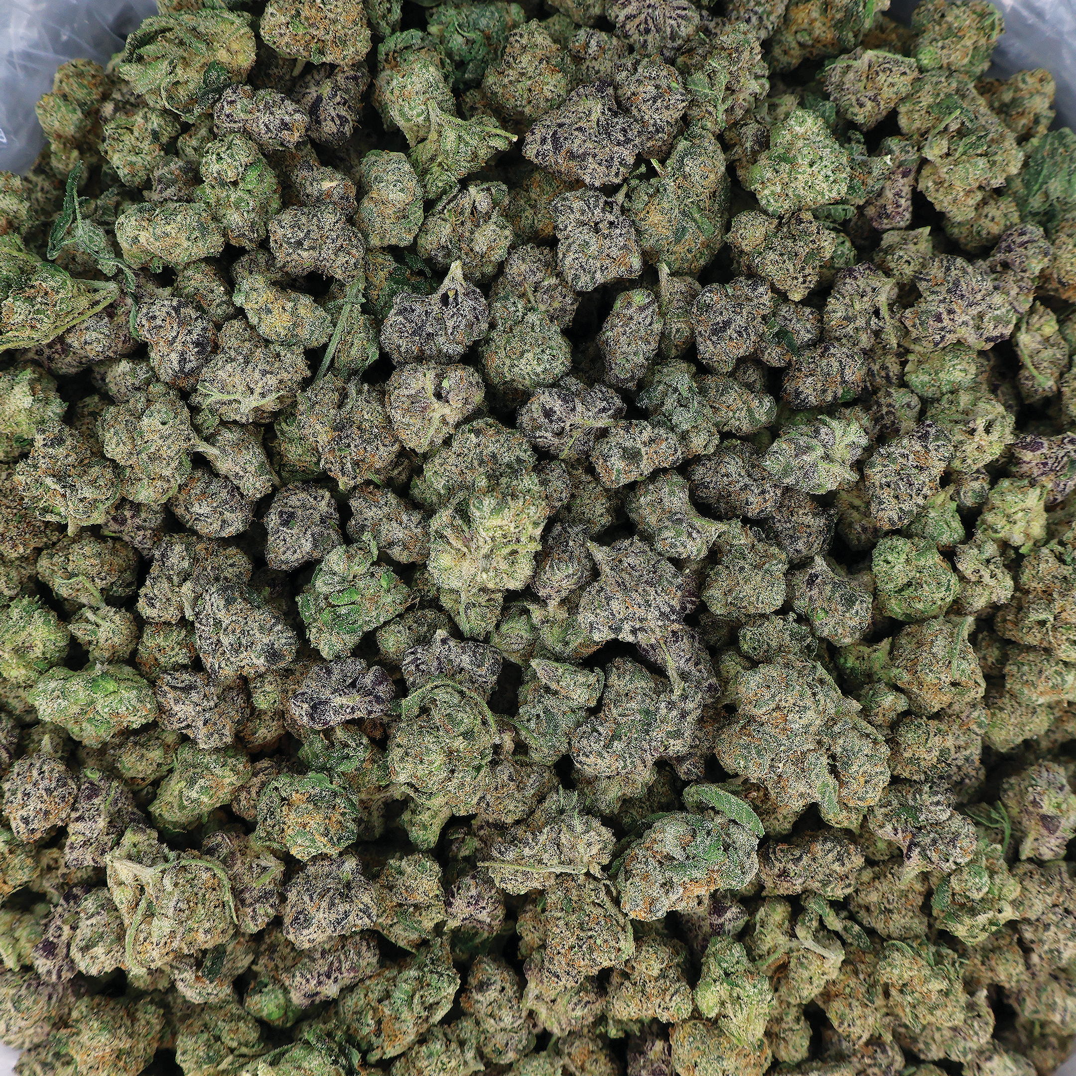 Purple Moonwalker THCA Flower by Miracle of the Desert, close-up of vibrant purple cannabis buds with trichomes.