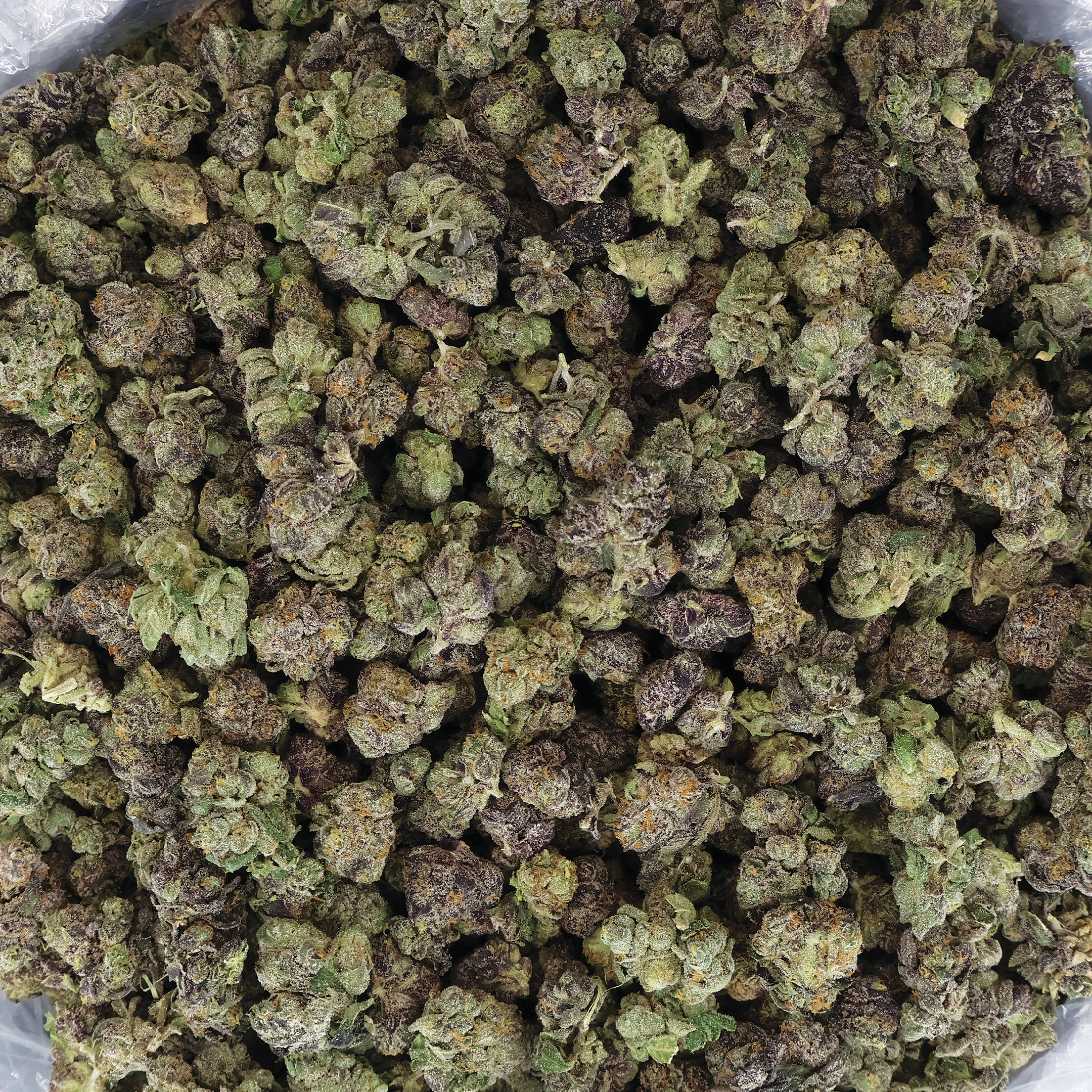 Blue Burst THCA Flower by Miracle of the Desert, small buds with vibrant blue hues and dense cannabis flower texture.