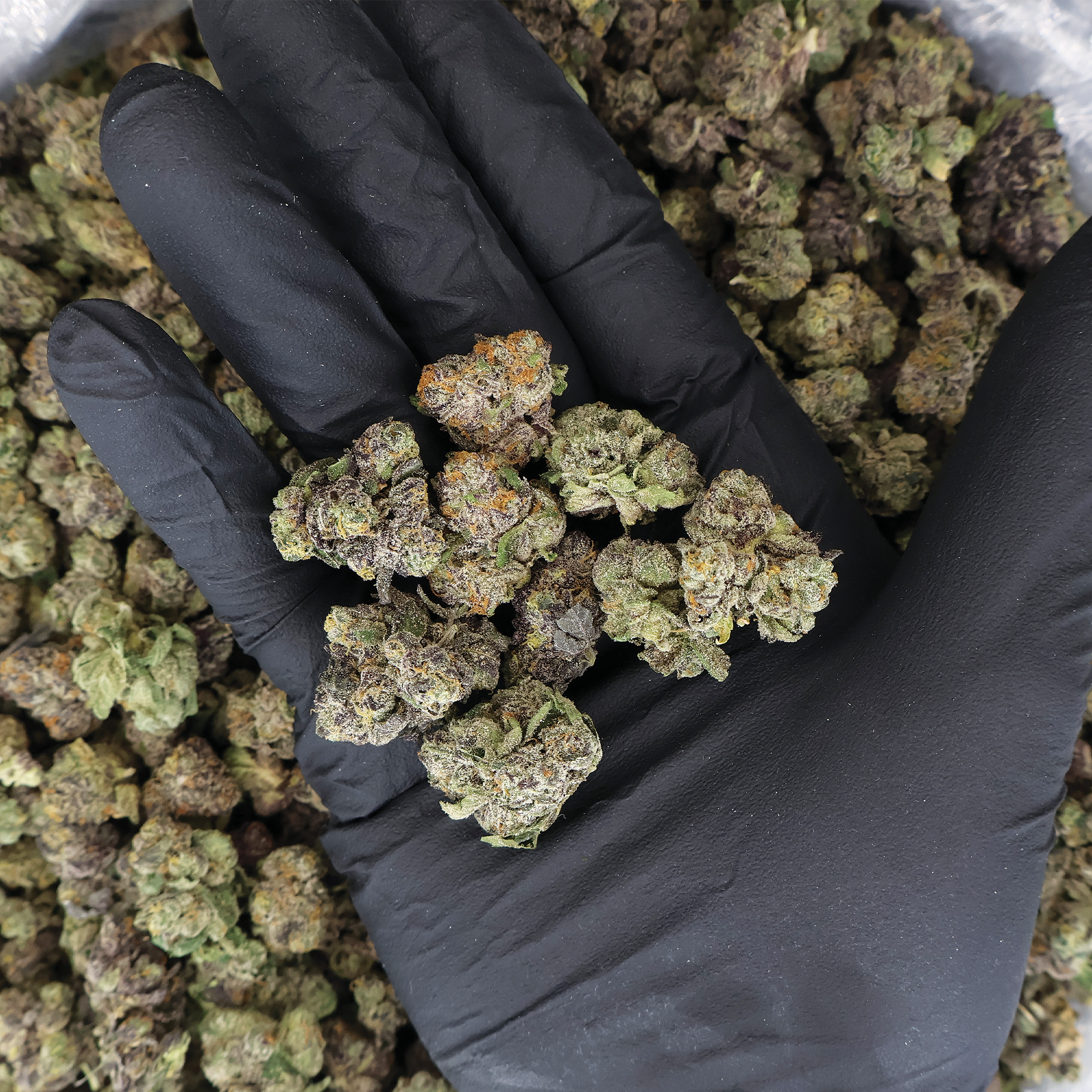 Blue Burst THCA Flower by Miracle of the Desert, close-up of vibrant blue and green cannabis buds with trichomes.