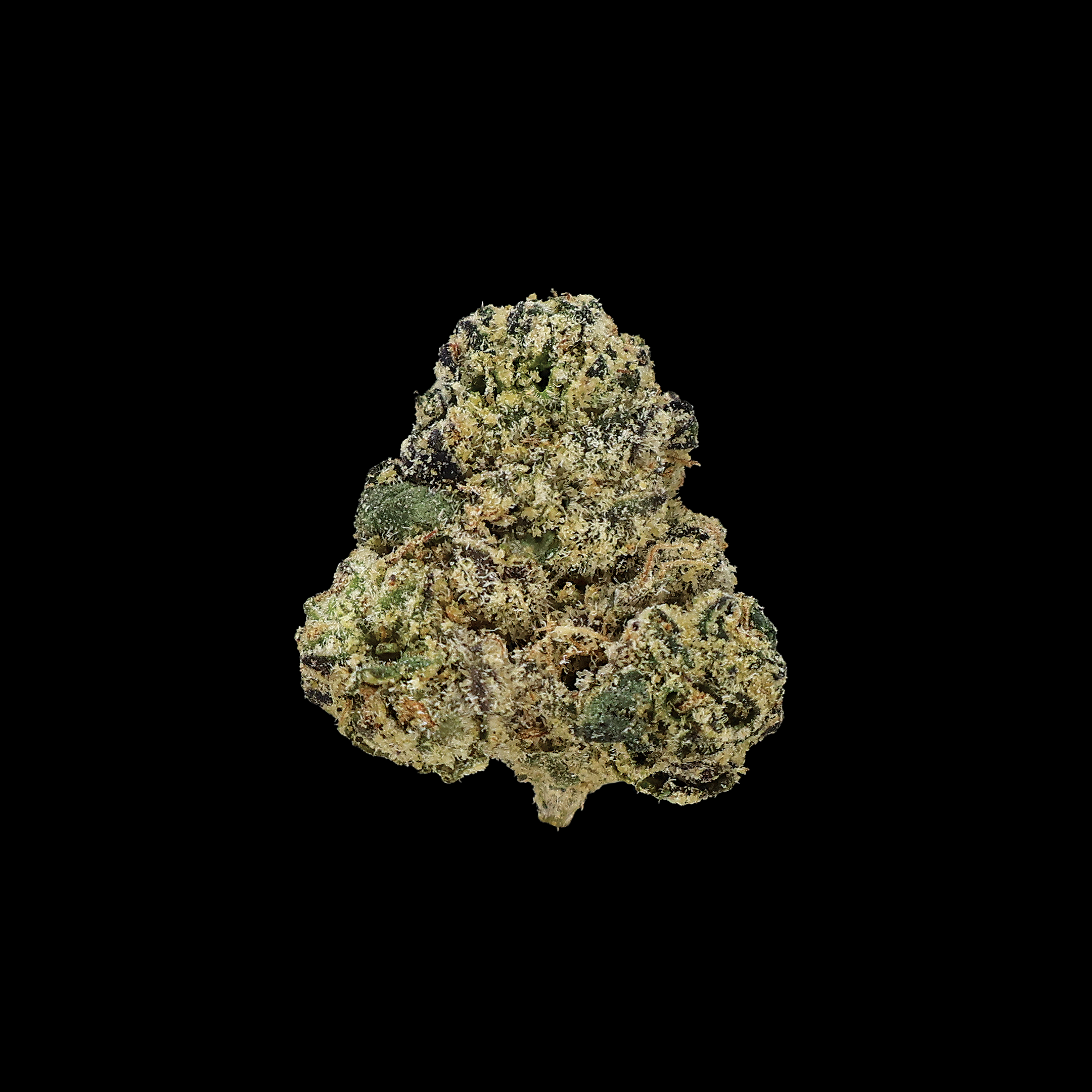 Gascotti THCa Smalls Flower by Miracle of the Desert, close-up of fresh, green cannabis buds with orange hairs and trichomes.
