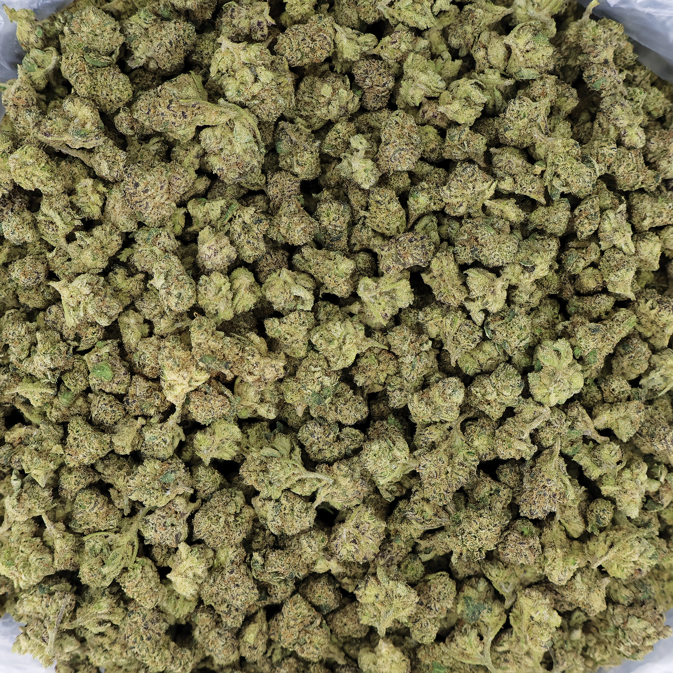 Gascotti THCa flower by Miracle of the Desert, close-up of small cannabis buds with vibrant green and purple tones.
