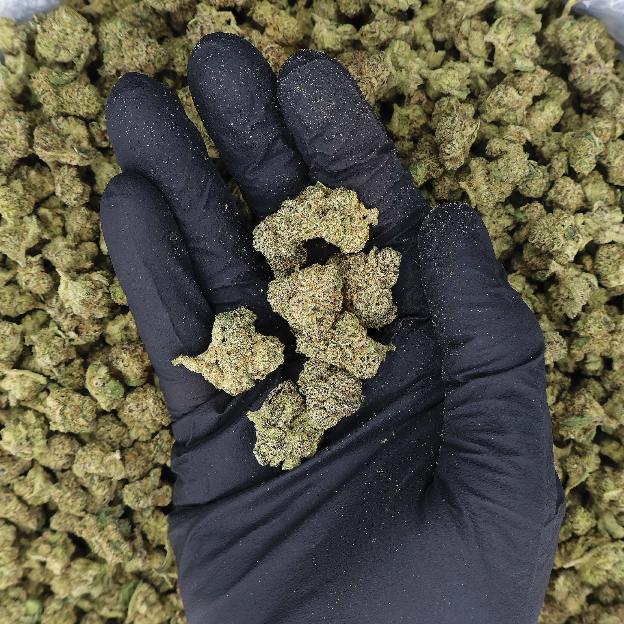 Gascotti THCa Smalls flower by Miracle of the Desert, displaying fresh cannabis buds with vibrant green and purple hues.