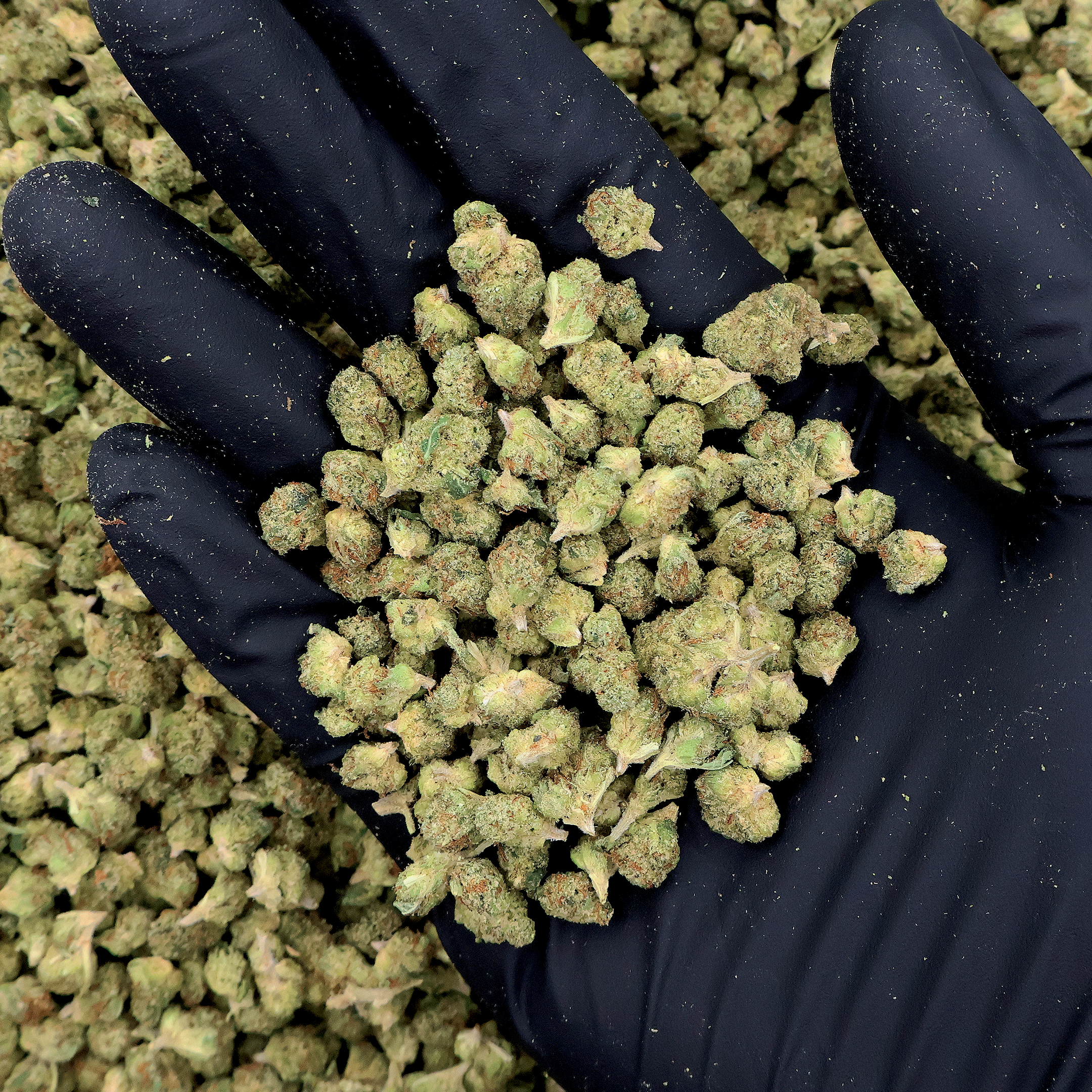 Garlic Runtz THCa Micro Smalls Flower