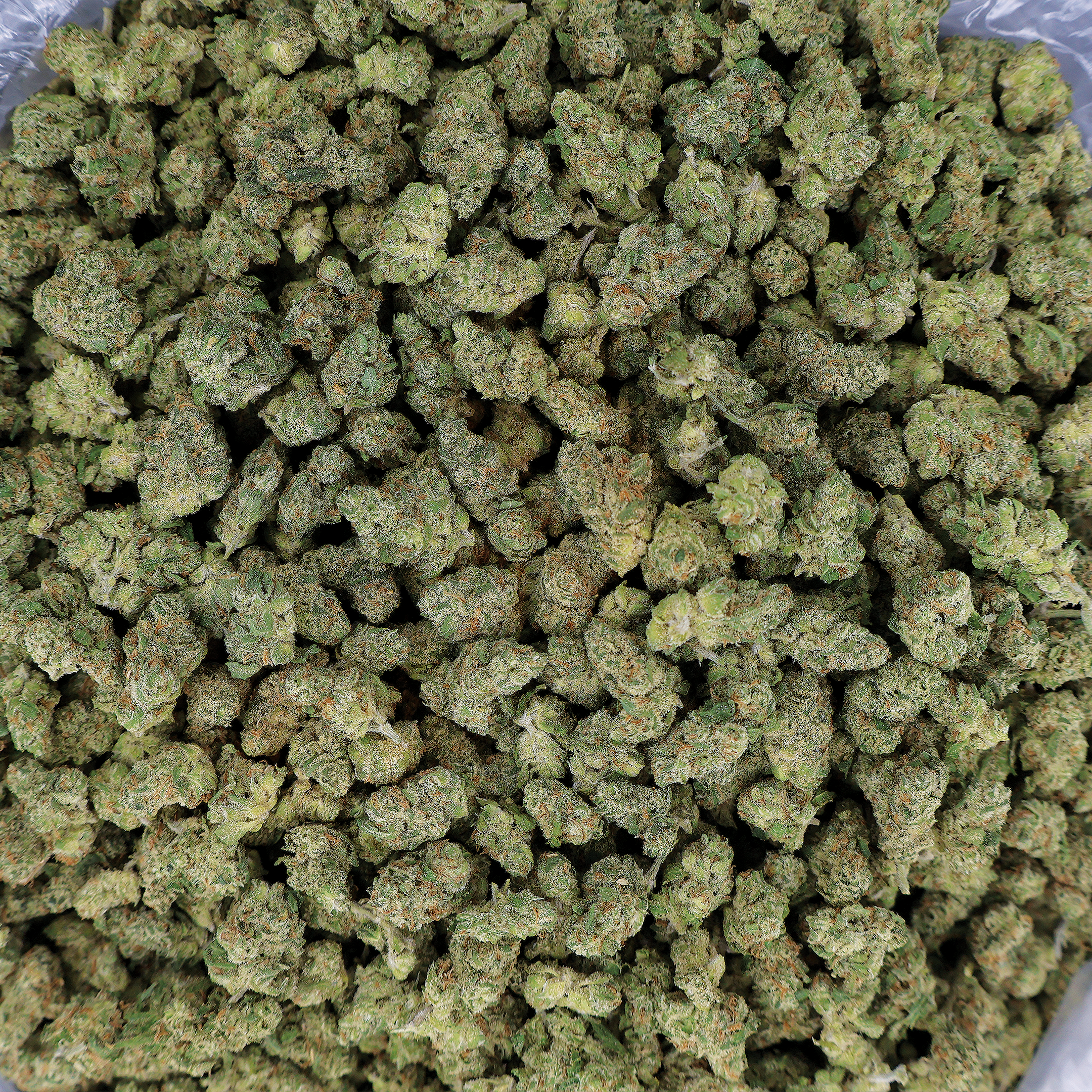 Miracle of the Desert Jack Herer THCA Flower small buds with vibrant green and orange hues, fresh and aromatic cannabis product.
