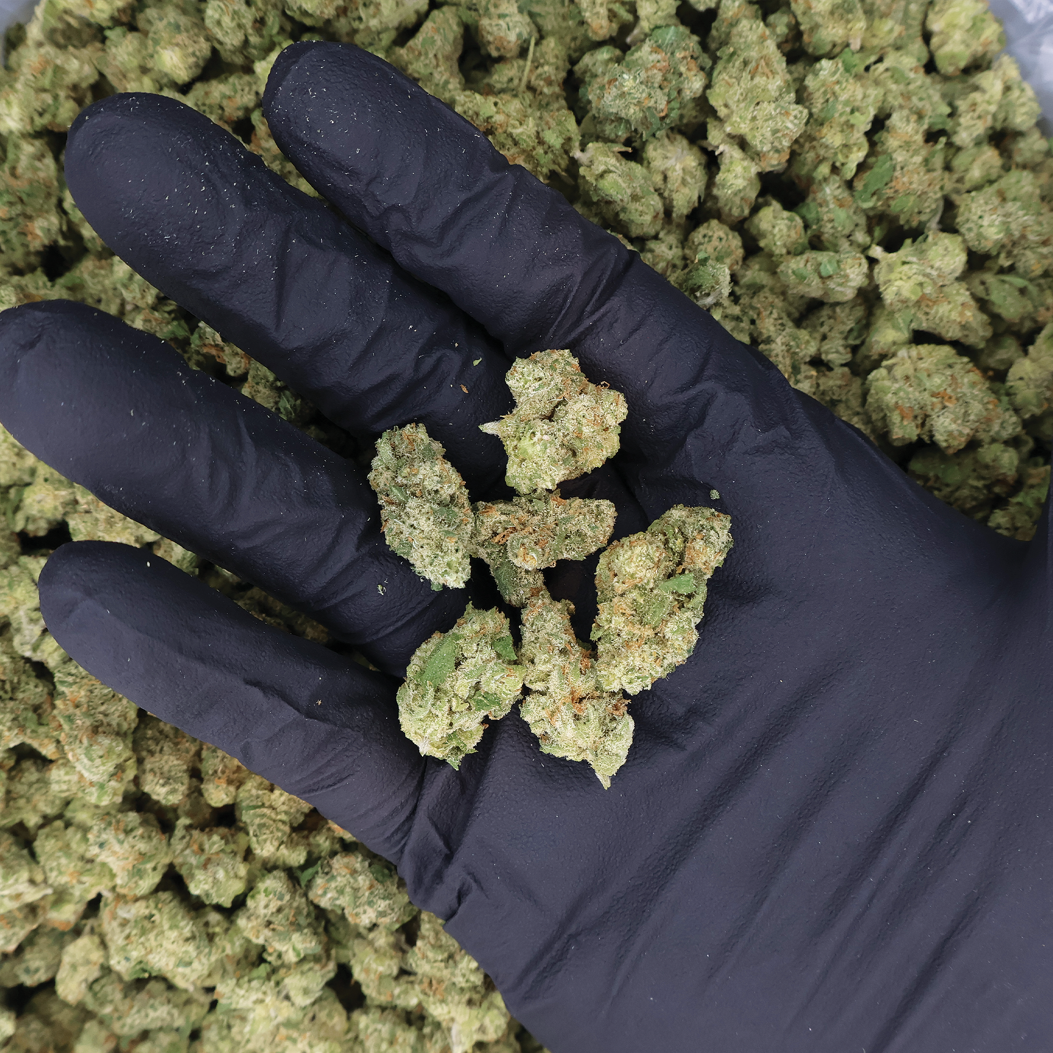 Miracle of the Desert Jack Herer THCa Flower small buds with vibrant green and orange hues, fresh and aromatic cannabis product.