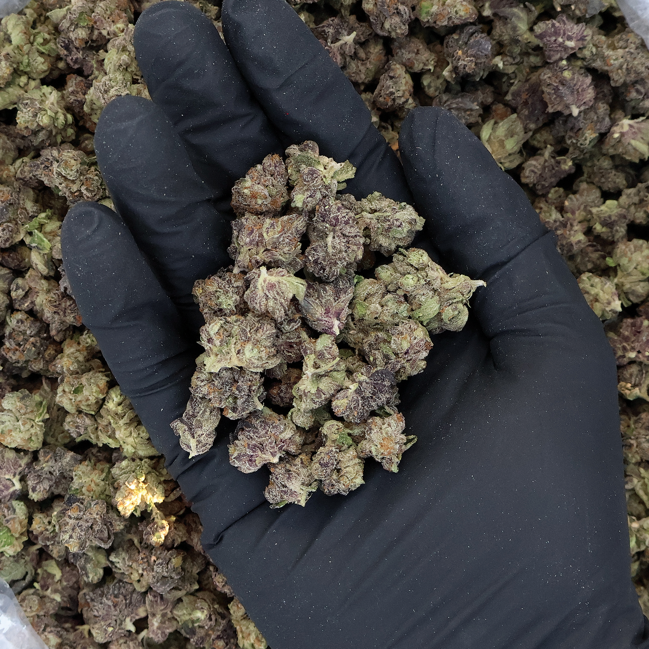 Blue Burst THCa Smalls Flower