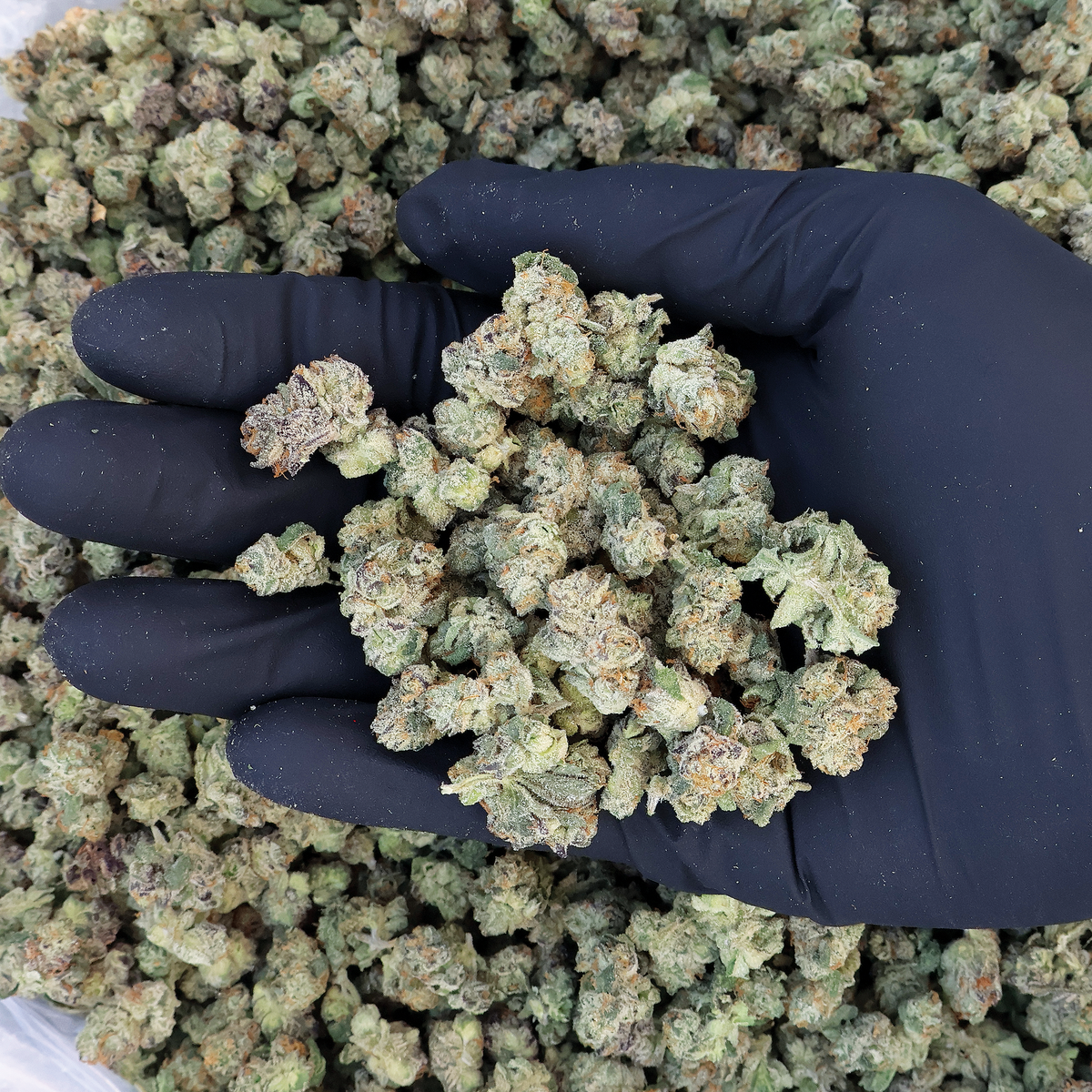 Pop Rox THCa Smalls Flower