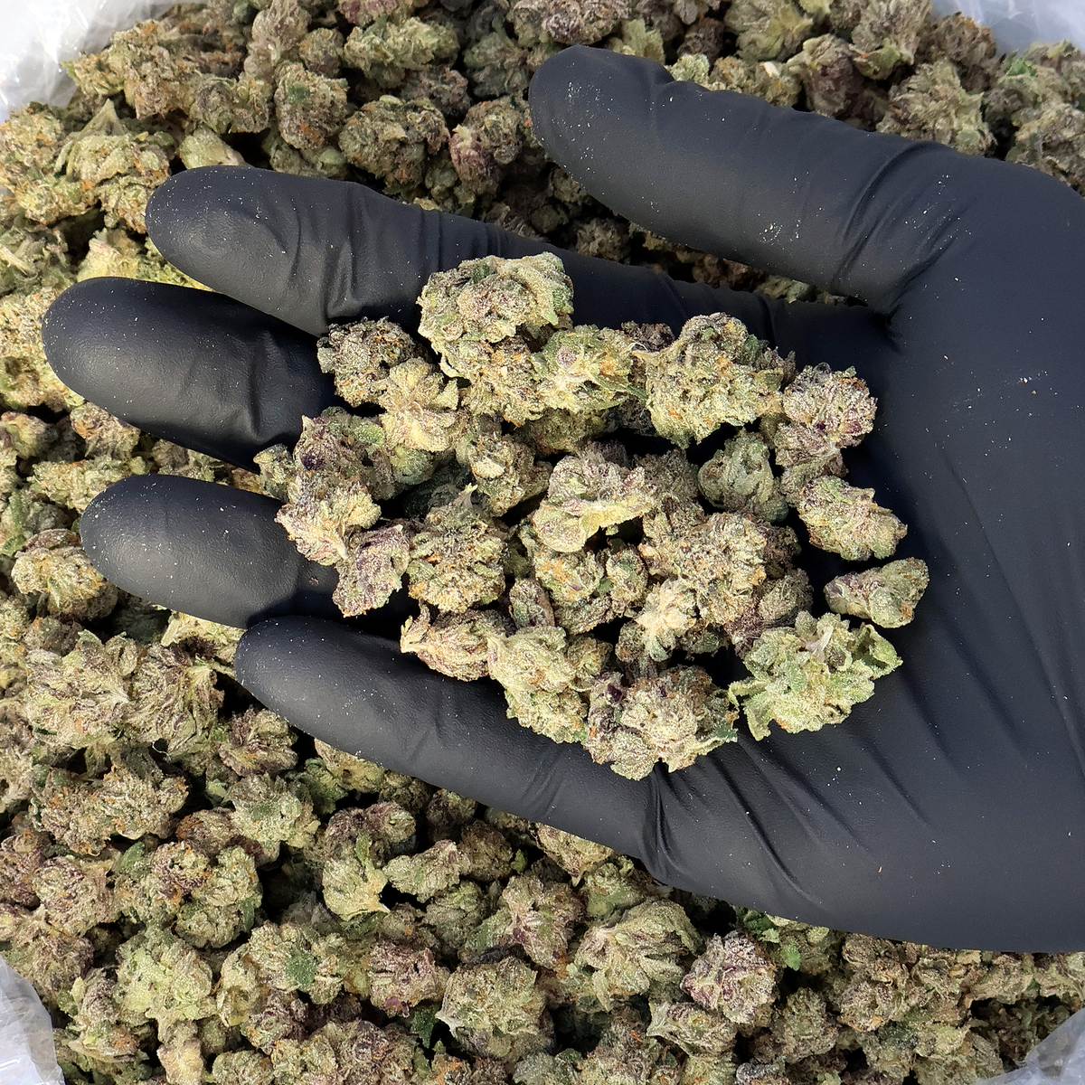 Electric Zlushie THCa Smalls Flower