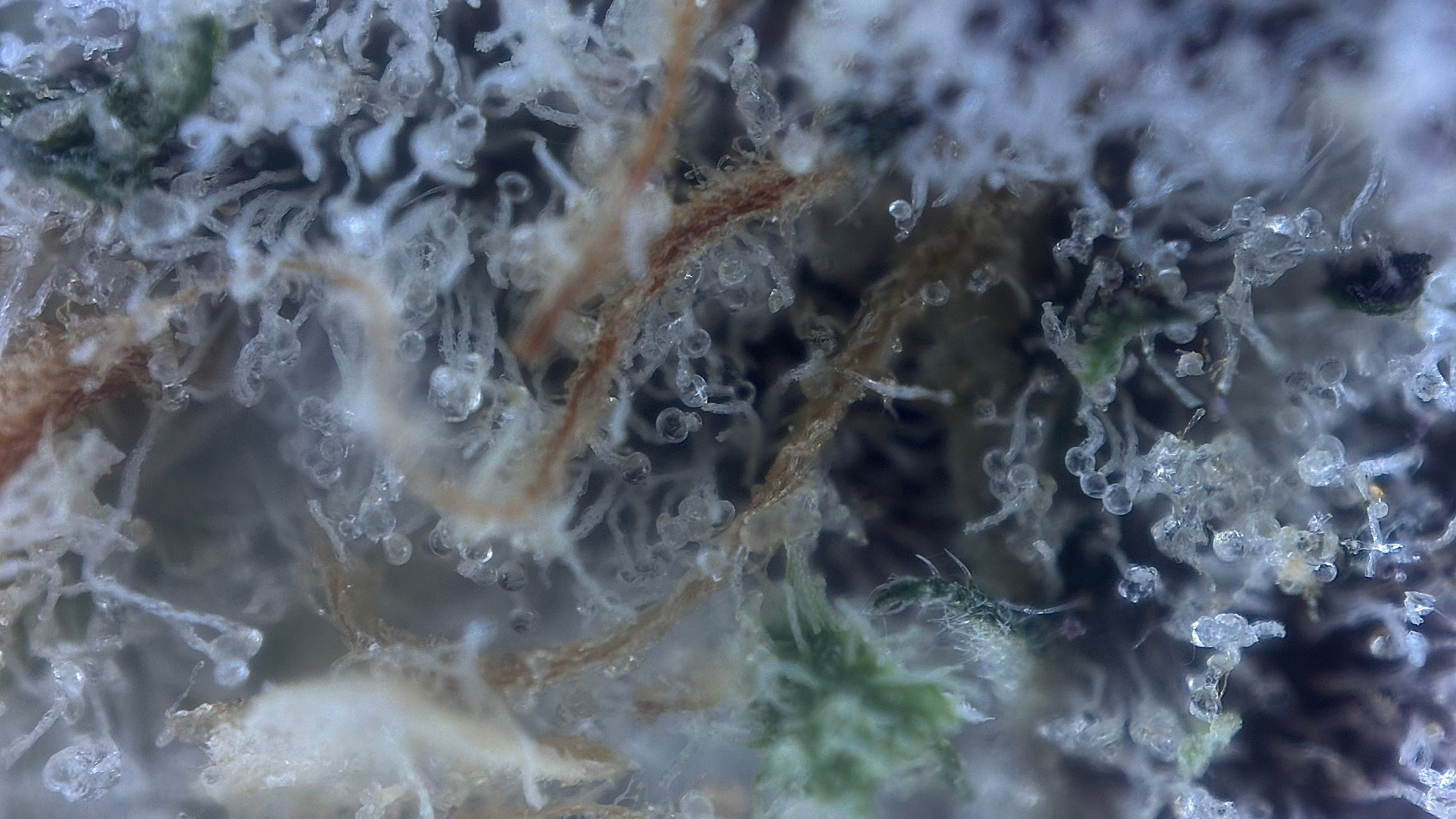 Permanent Candy - The Miracle Shop