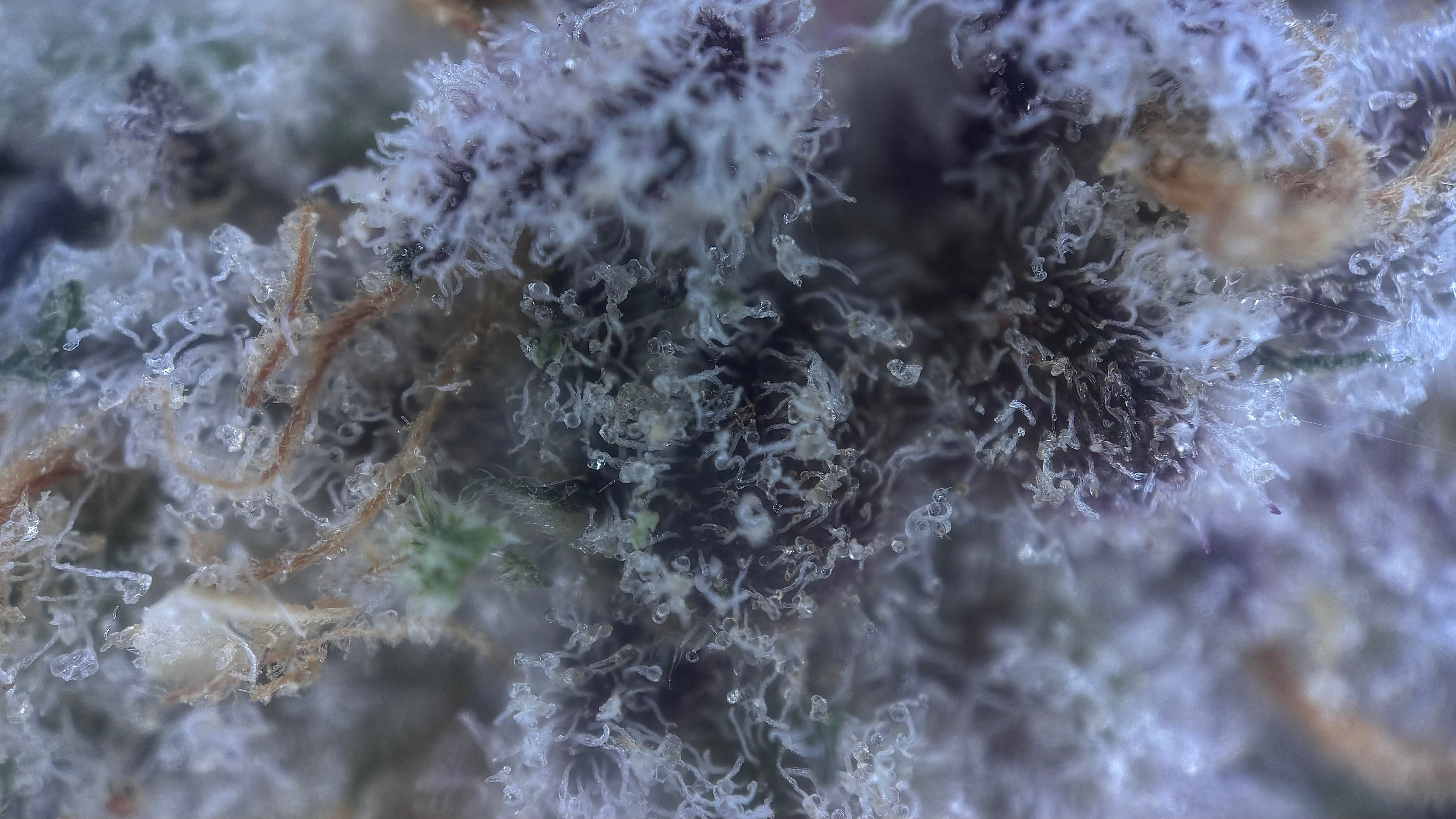 Permanent Candy - The Miracle Shop