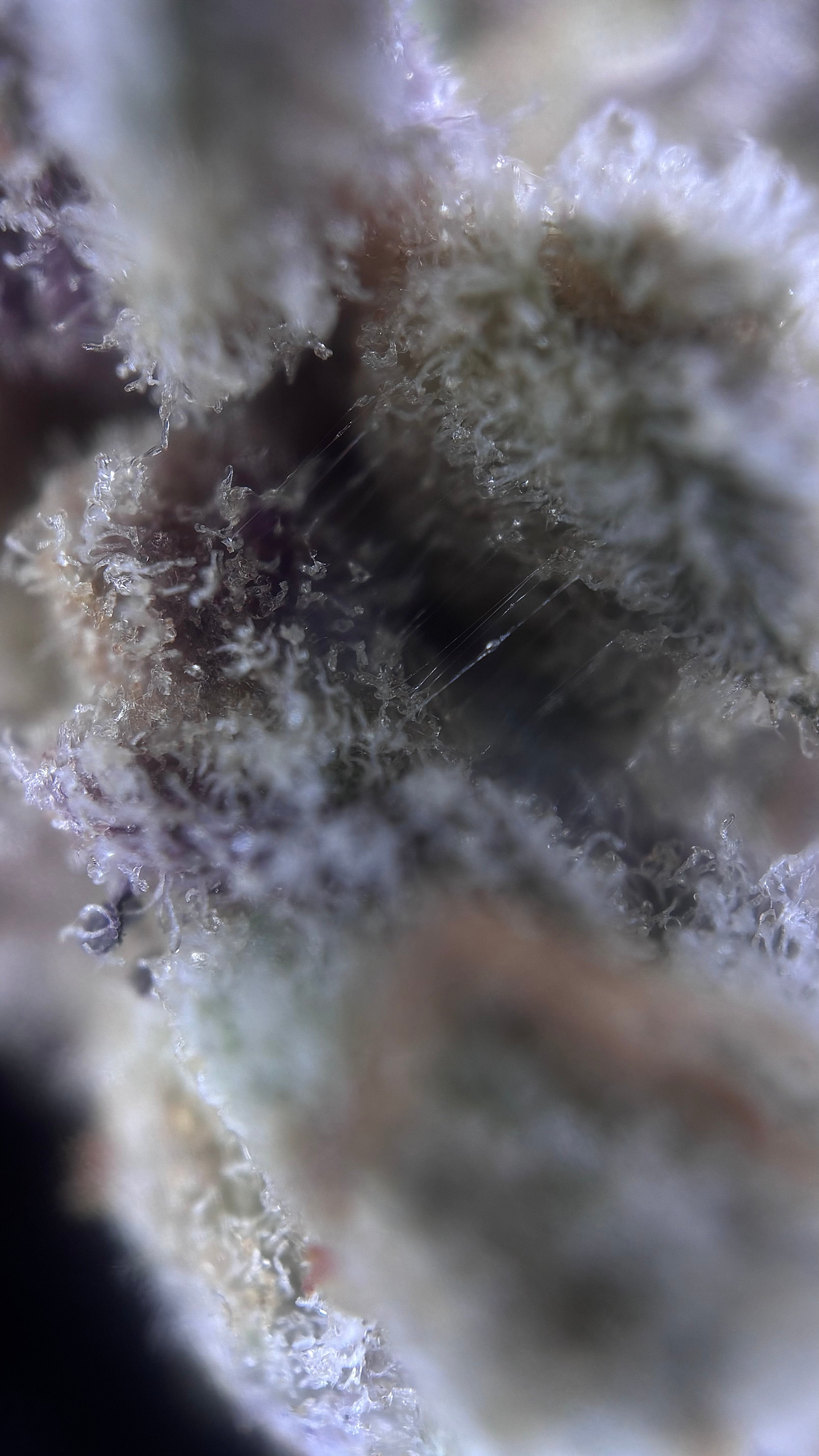 Permanent Candy - The Miracle Shop