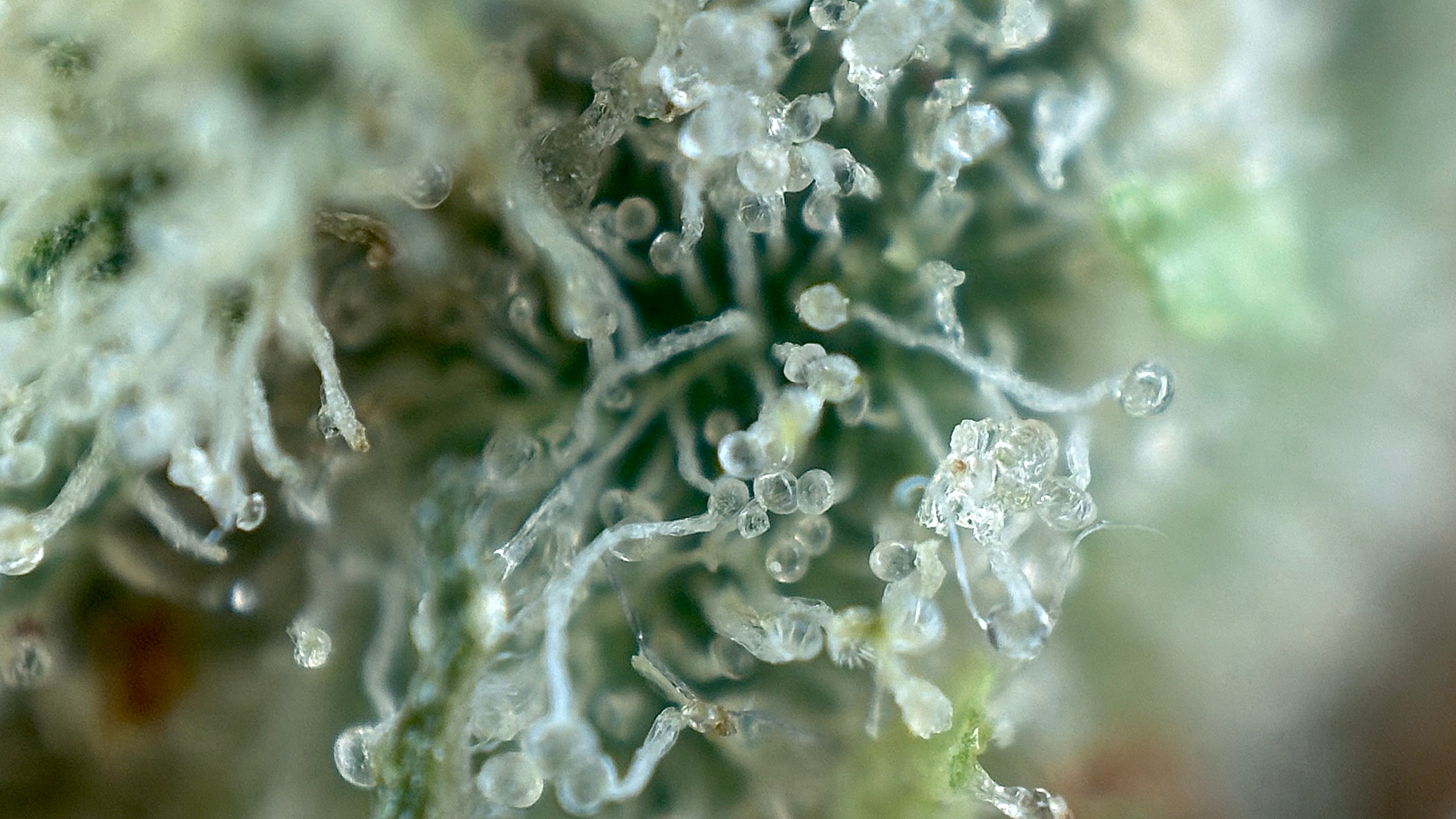 Mystic Glue