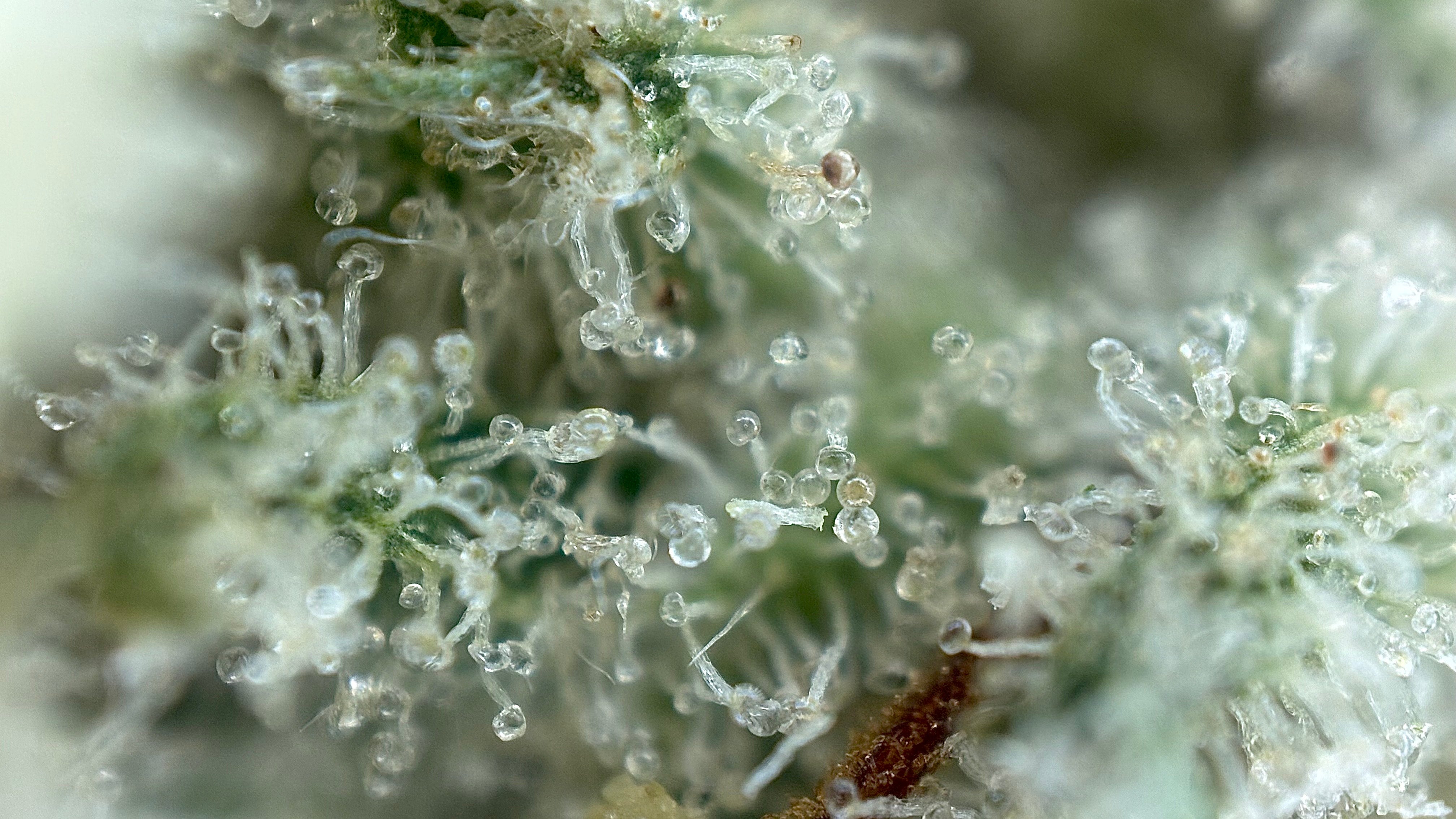 Mystic Glue