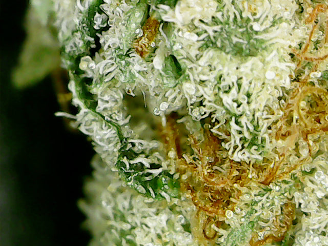 Alien OG Smalls THCa Flower - Miracle of the Desert