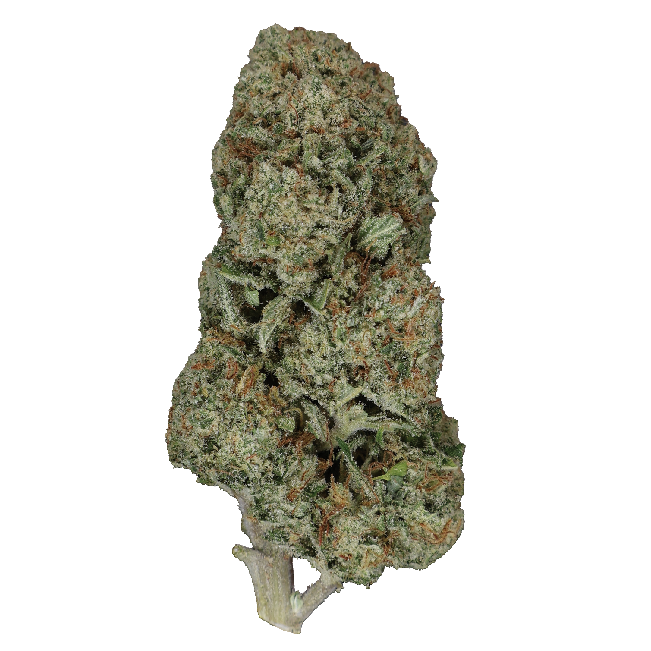 Guava Dawg THCa Flower