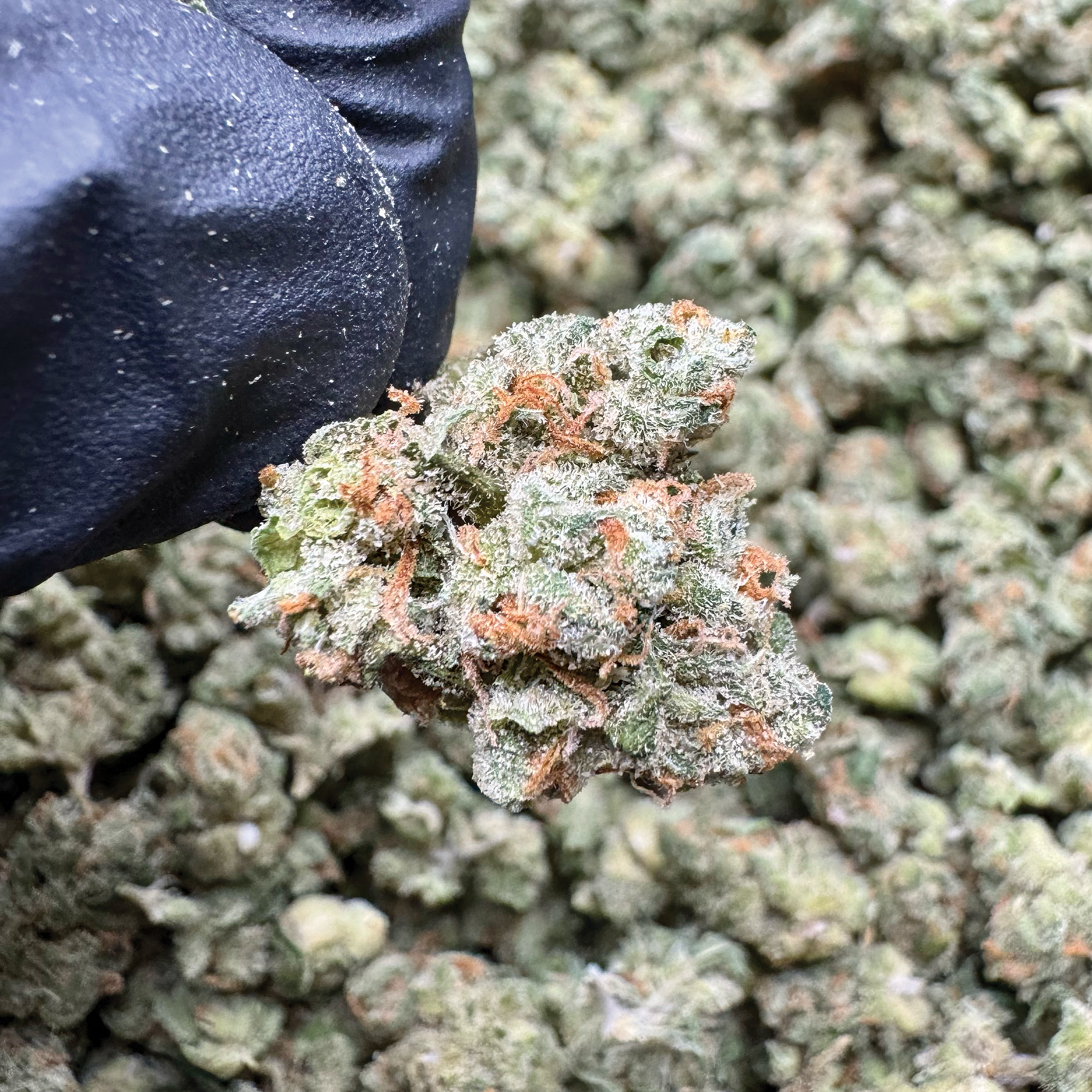 Jack Herer Smalls - The Miracle Shop