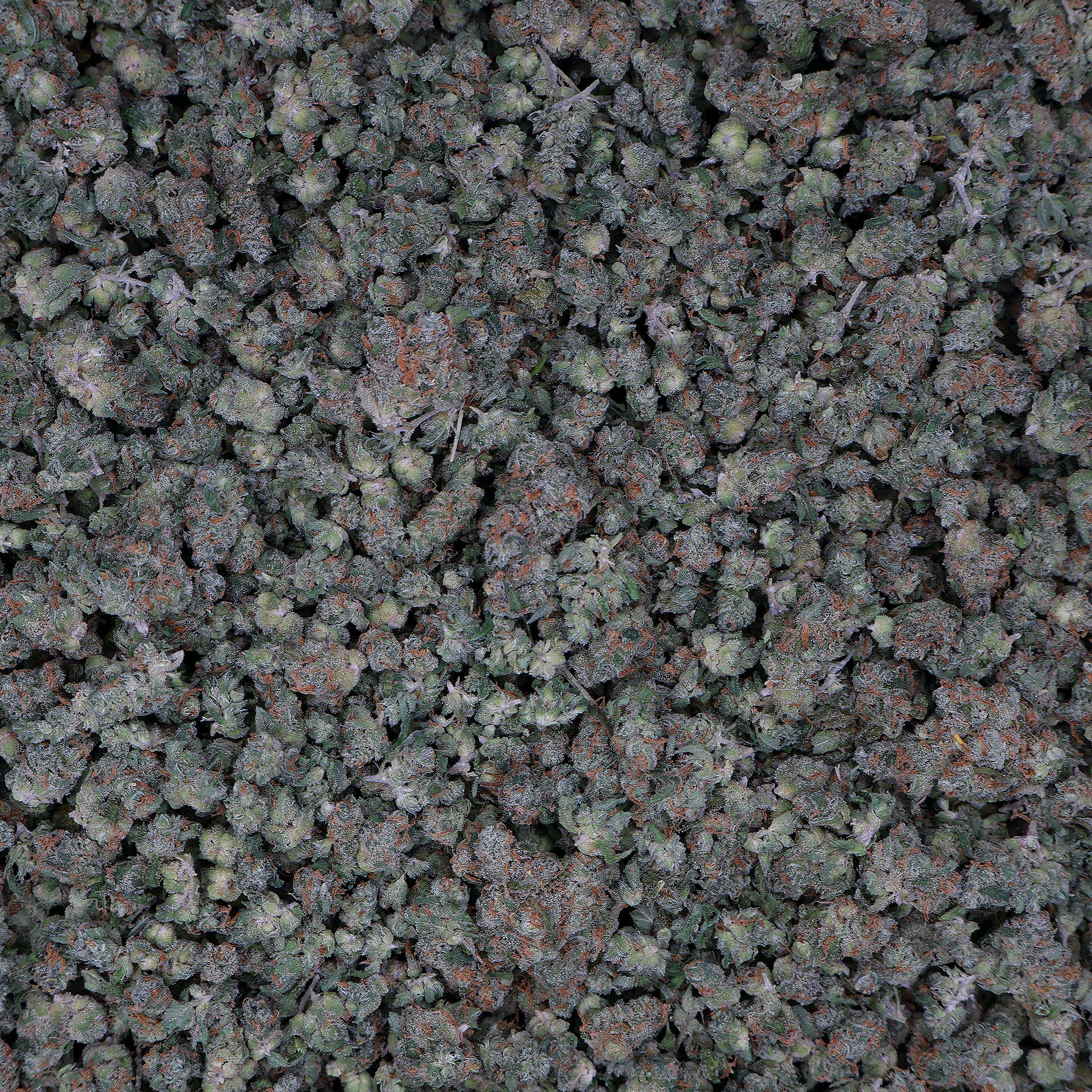 Jack Herer Smalls - The Miracle Shop