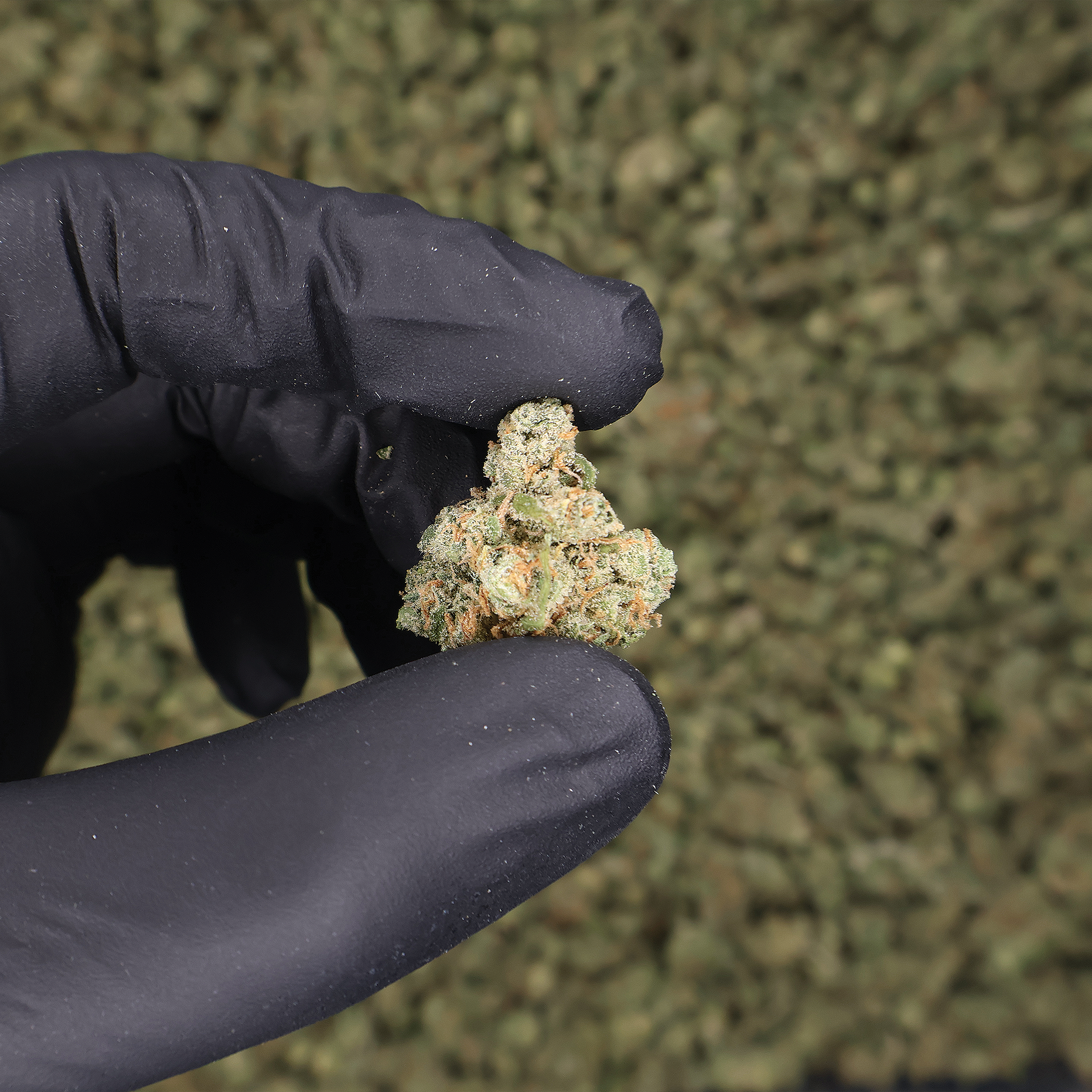 Jack Herer Smalls - The Miracle Shop