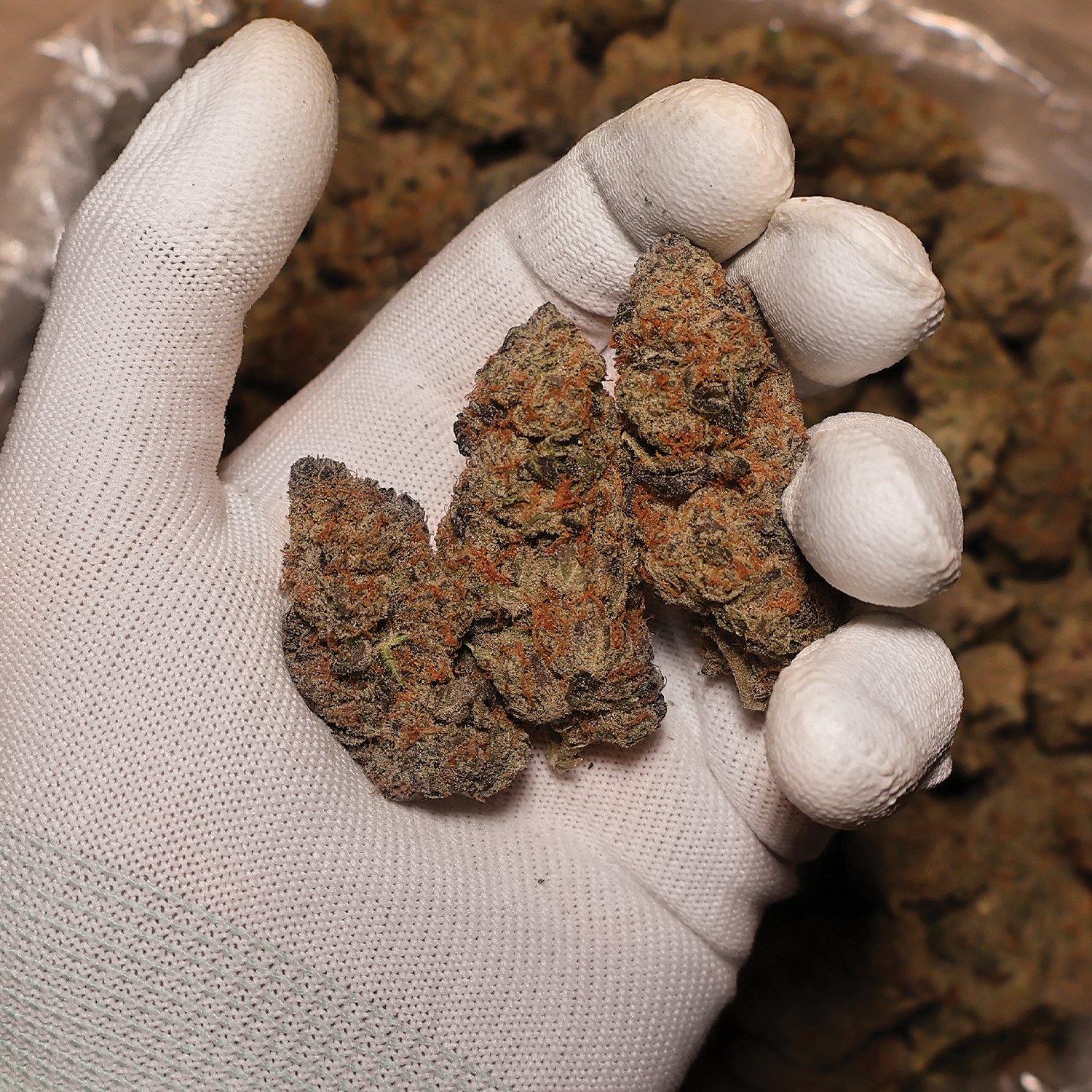 Pineapple Breeze - The Miracle Shop