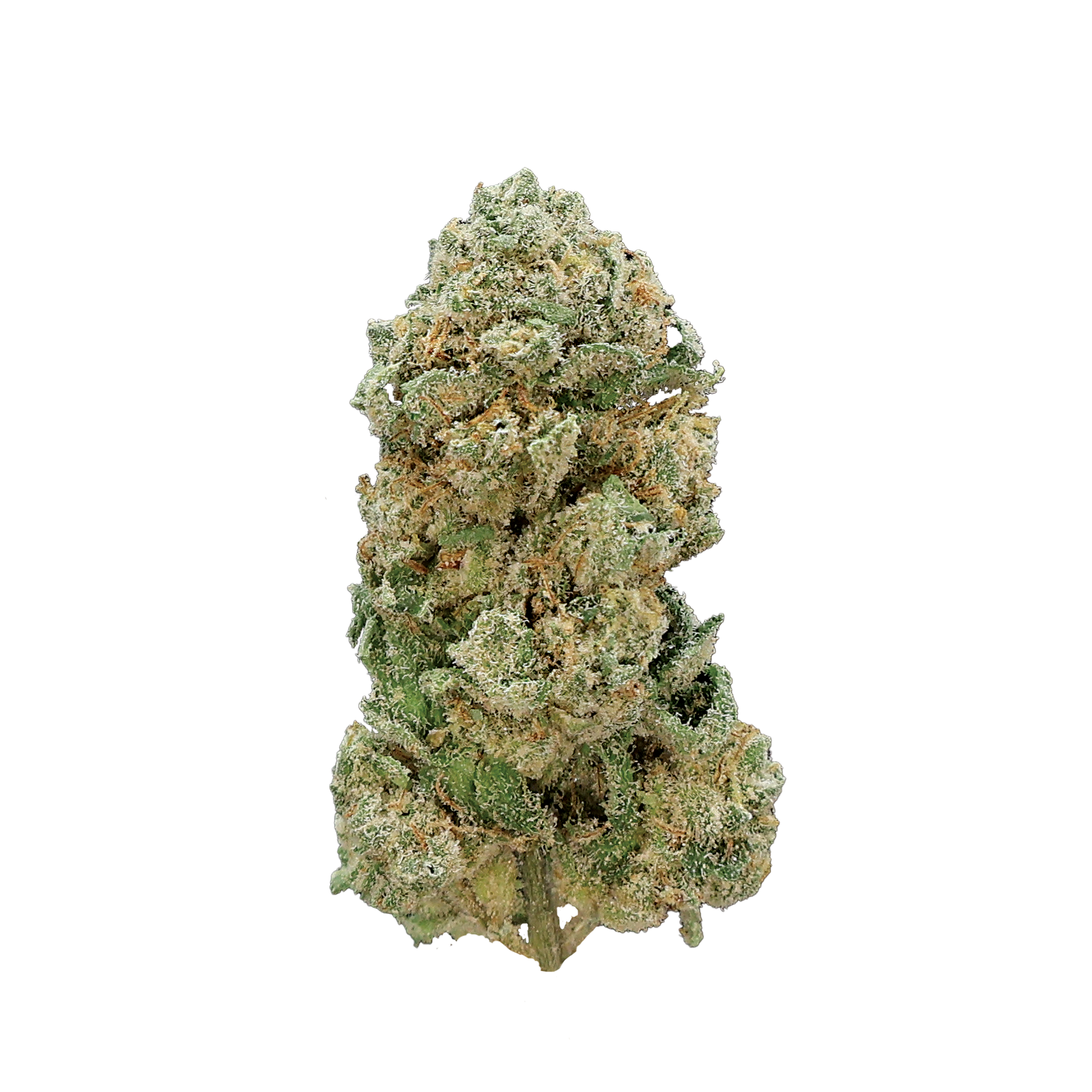 Bright green Starfire THCA flower from Miracle of the Desert with dense buds and orange pistils, fresh and aromatic.