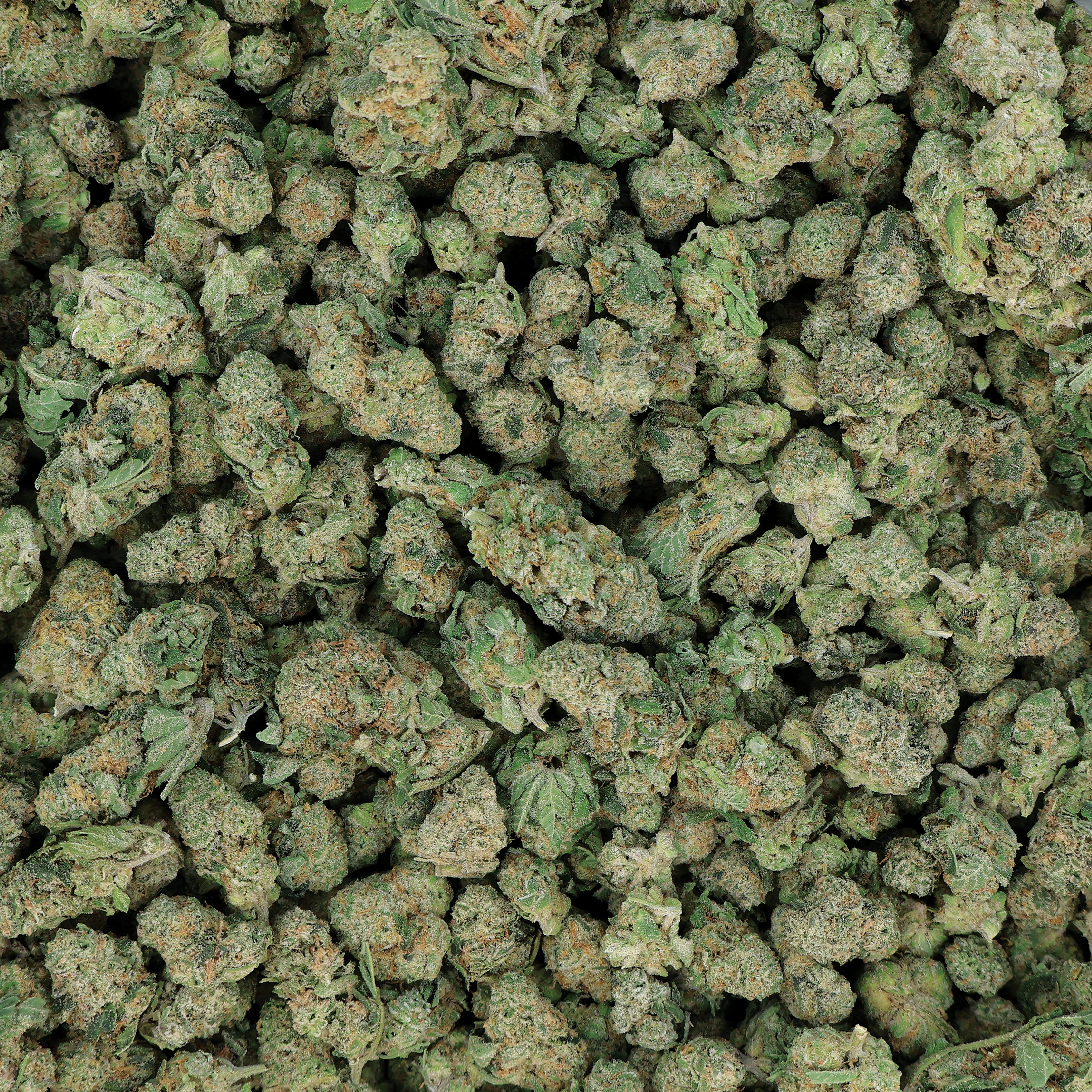 Starfire THCA flower from Miracle of the Desert, close-up of vibrant cannabis buds with orange pistils and frosty trichomes.