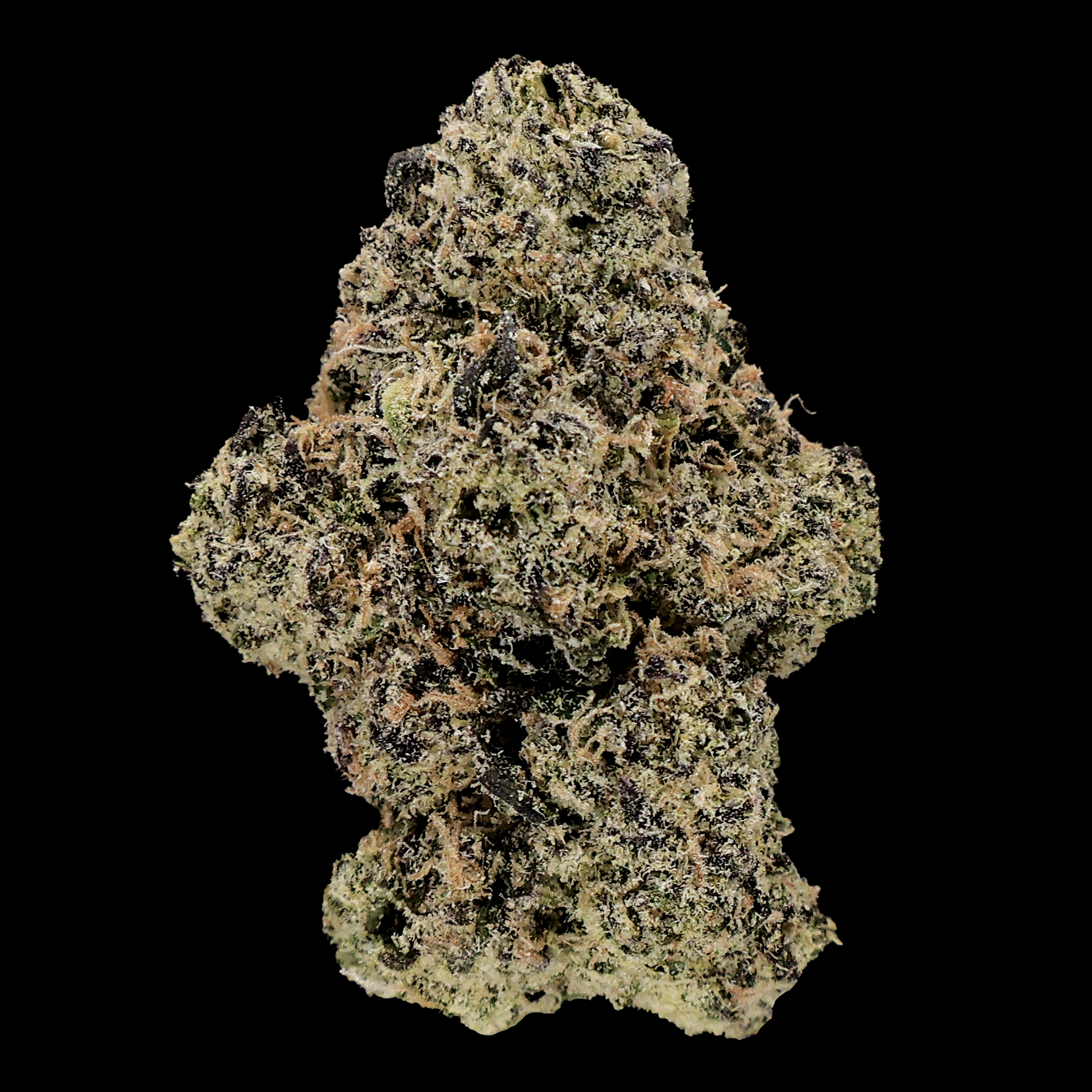 Miracle of the Desert UltraViolet OG THCA Flower, vibrant green buds with purple hues and trichomes, fresh and densely packed.