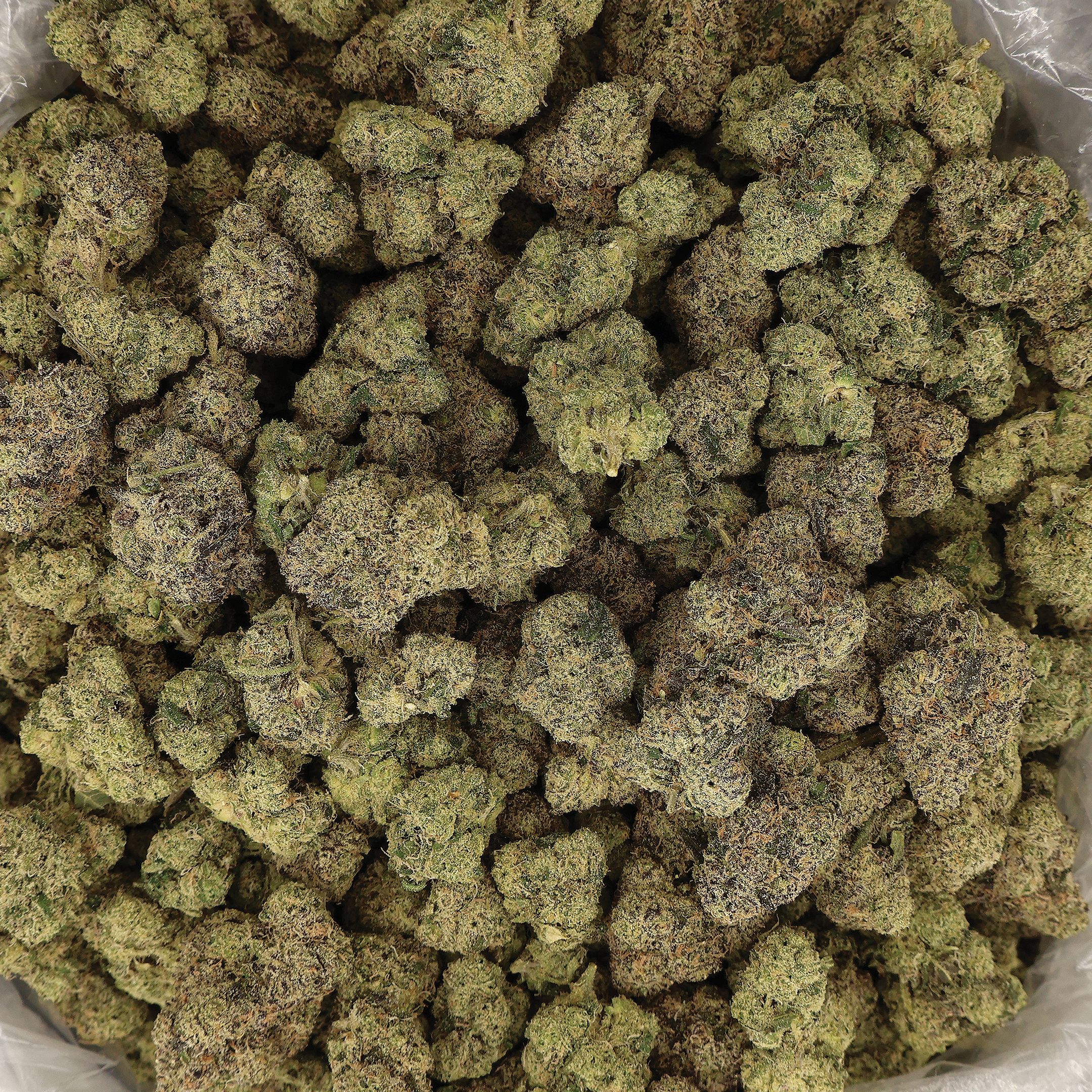 Miracle of the Desert UltraViolet OG THCA Flower with vibrant purple buds and trichomes, showcasing premium cannabis flower.