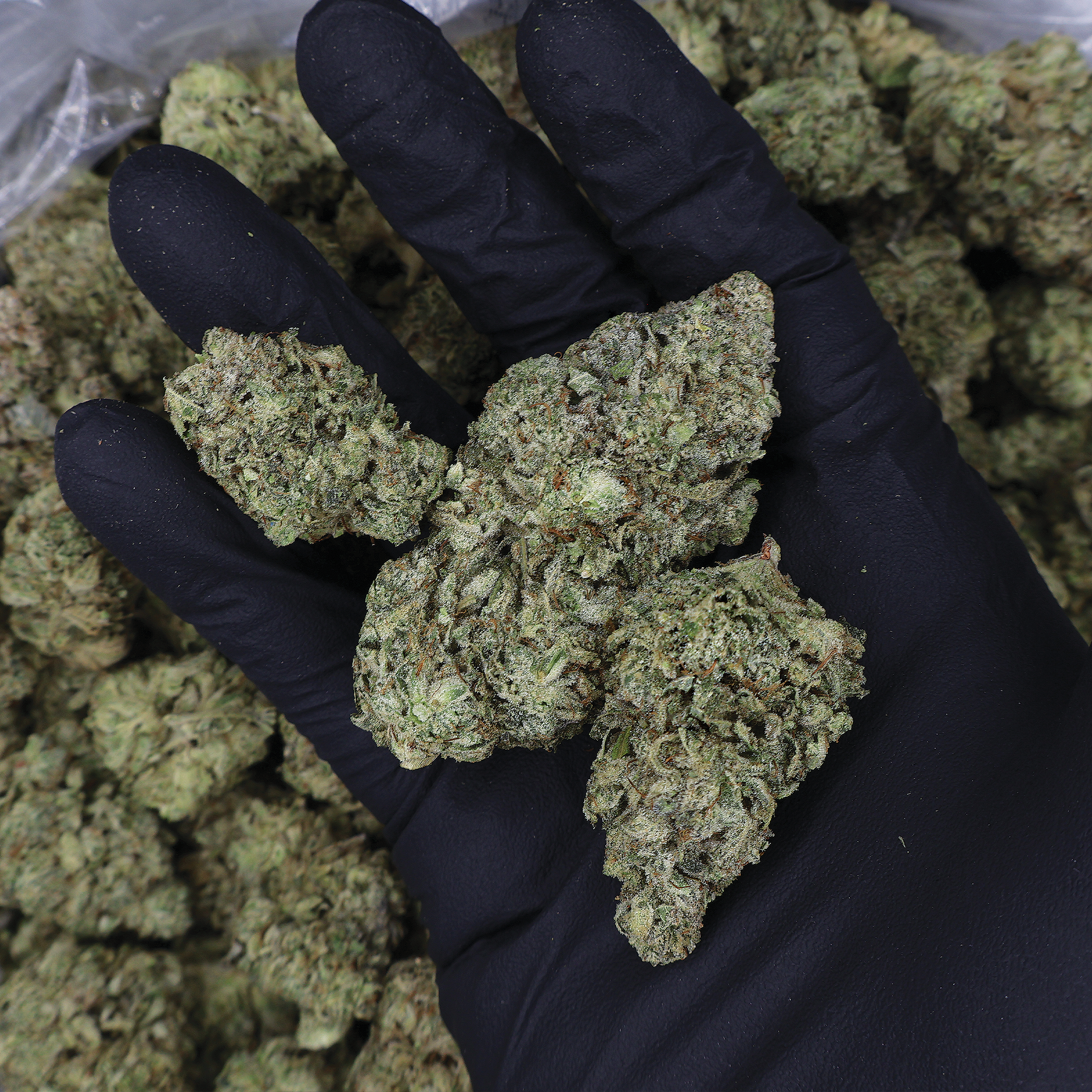 Fresh Zookies THCA Flower by Miracle of the Desert showing vibrant, dense cannabis buds with orange hairs and frosty trichomes.