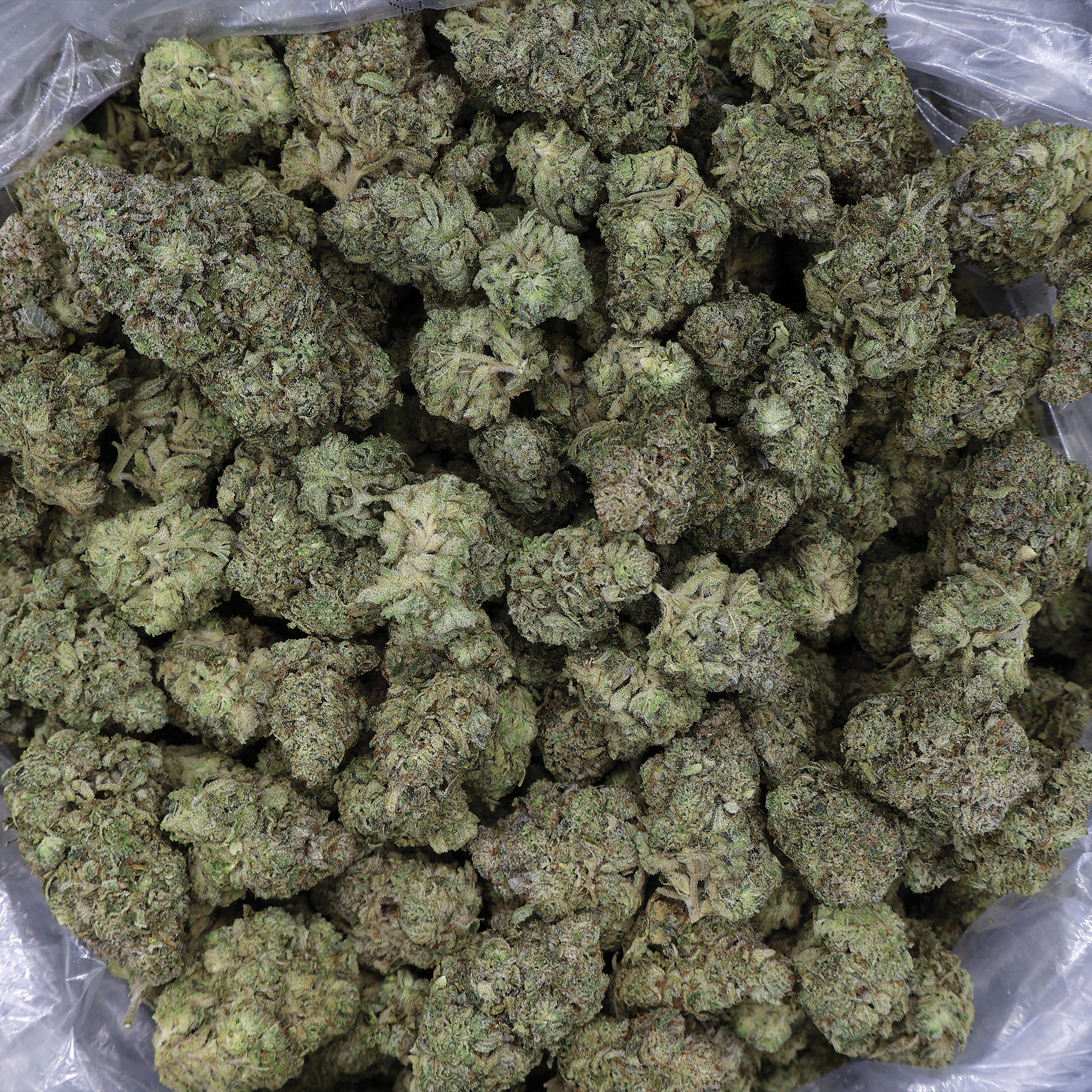 Close-up of Miracle of the Desert Zookies THCa Flower buds with vibrant green and orange hues, showcasing dense, resinous cannabis flowers.