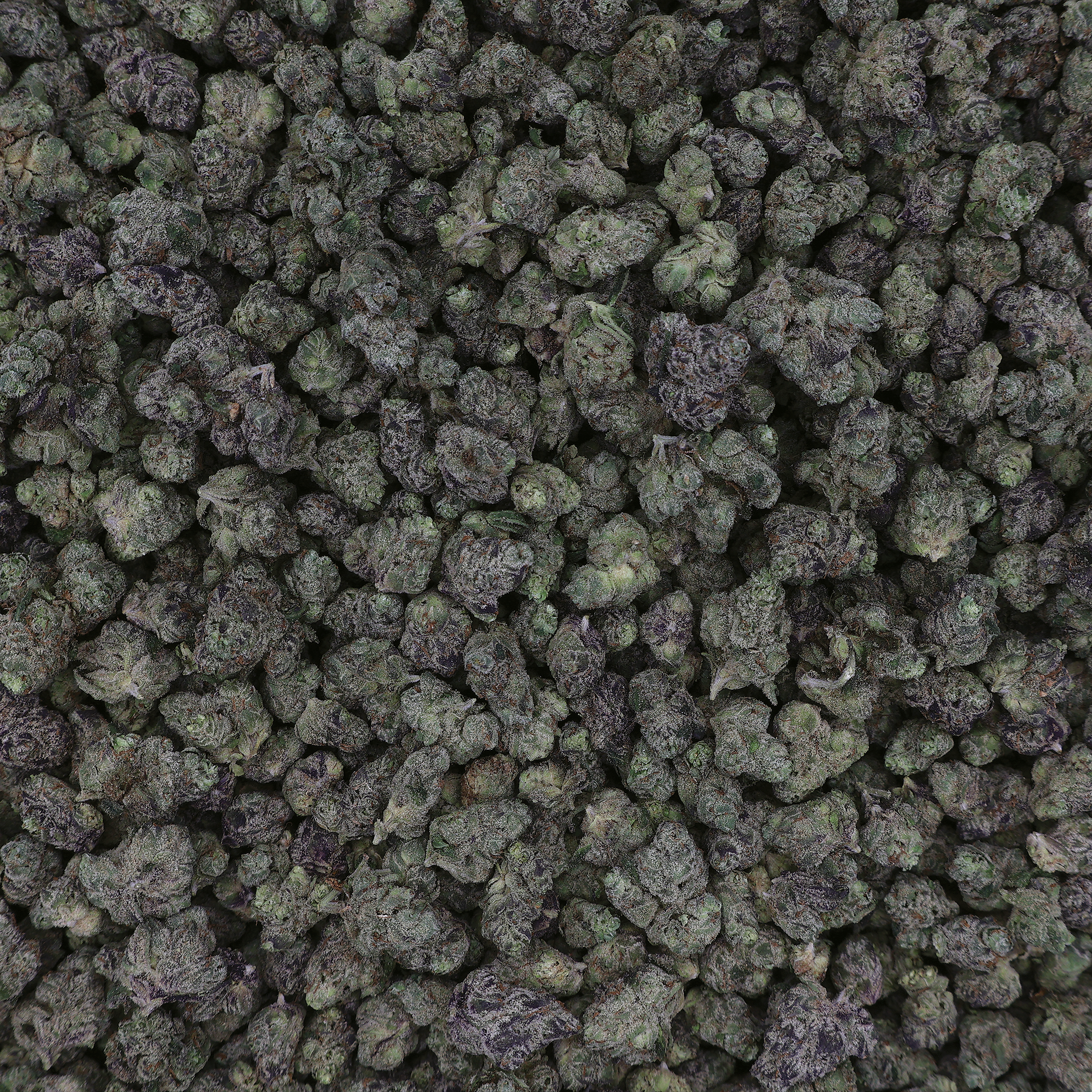 Mochi THCa flower from Miracle of the Desert, showcasing fresh, dense THCA cannabis buds with vibrant green and purple hues.