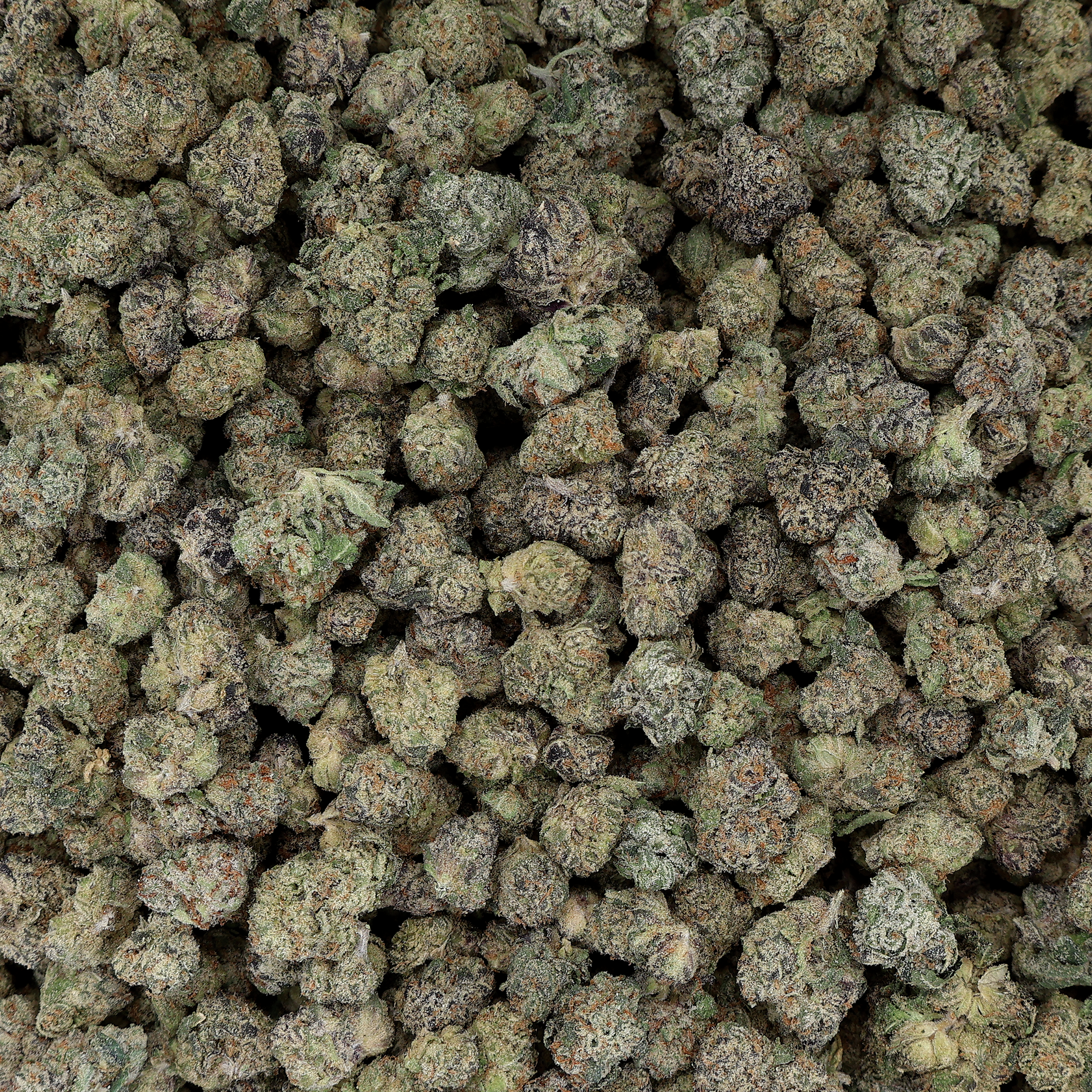 Miracle of the Desert Bay City Runtz THCA Flower small buds, vibrant green cannabis flower with orange pistils, fresh and aromatic.