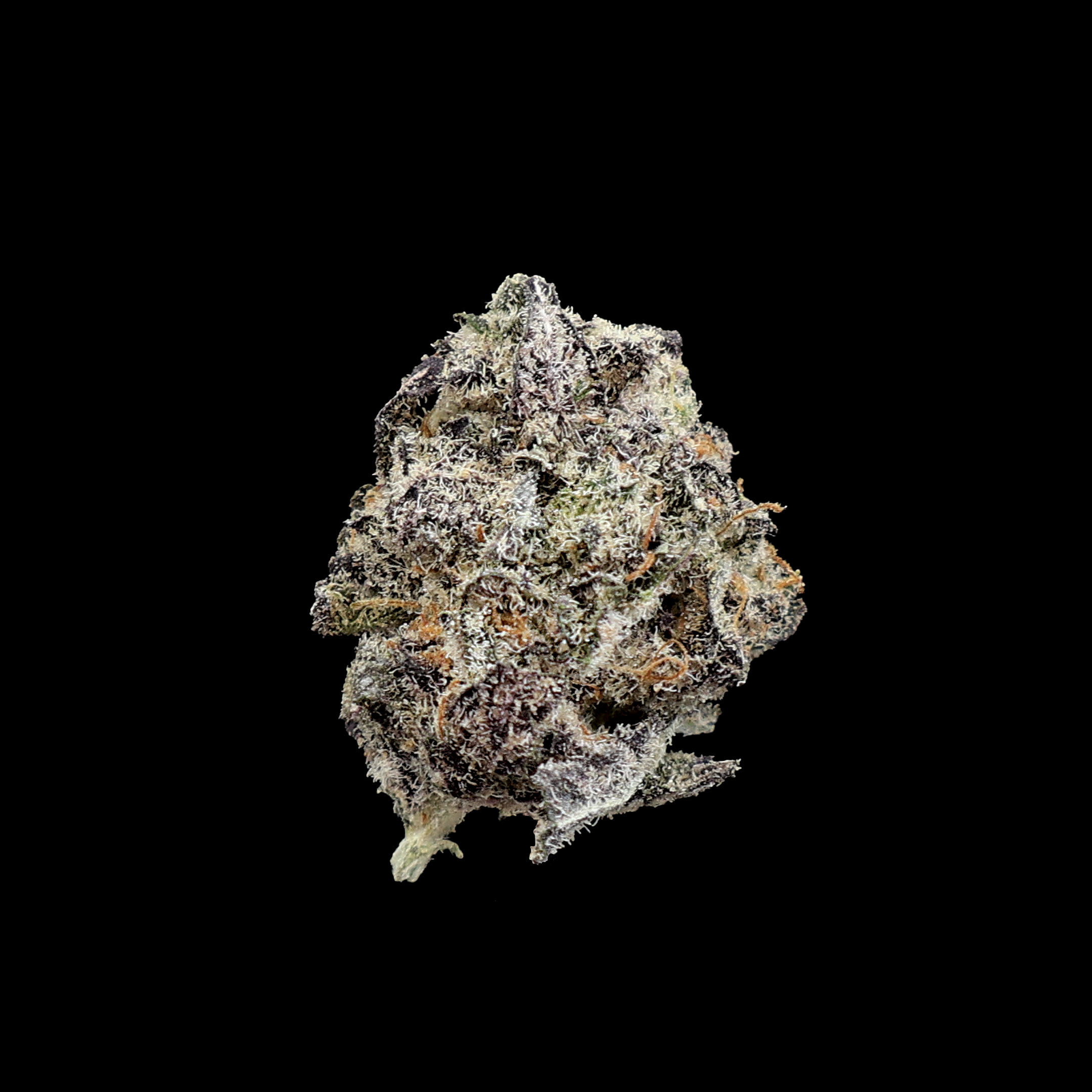 Miracle of the Desert Blizzard Bush THCA Flower small buds showing dense, frosty green cannabis flower with orange pistils.