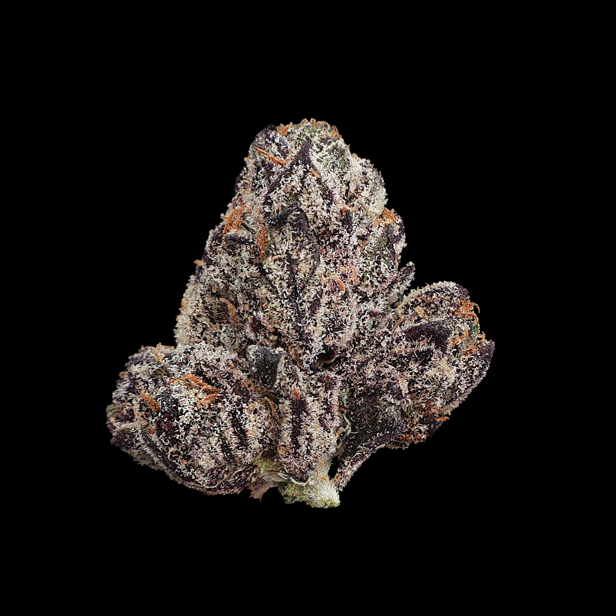 Crunch Berries THCA flower by Miracle of the Desert, close-up of vibrant, cured cannabis buds with colorful orange and green hues.