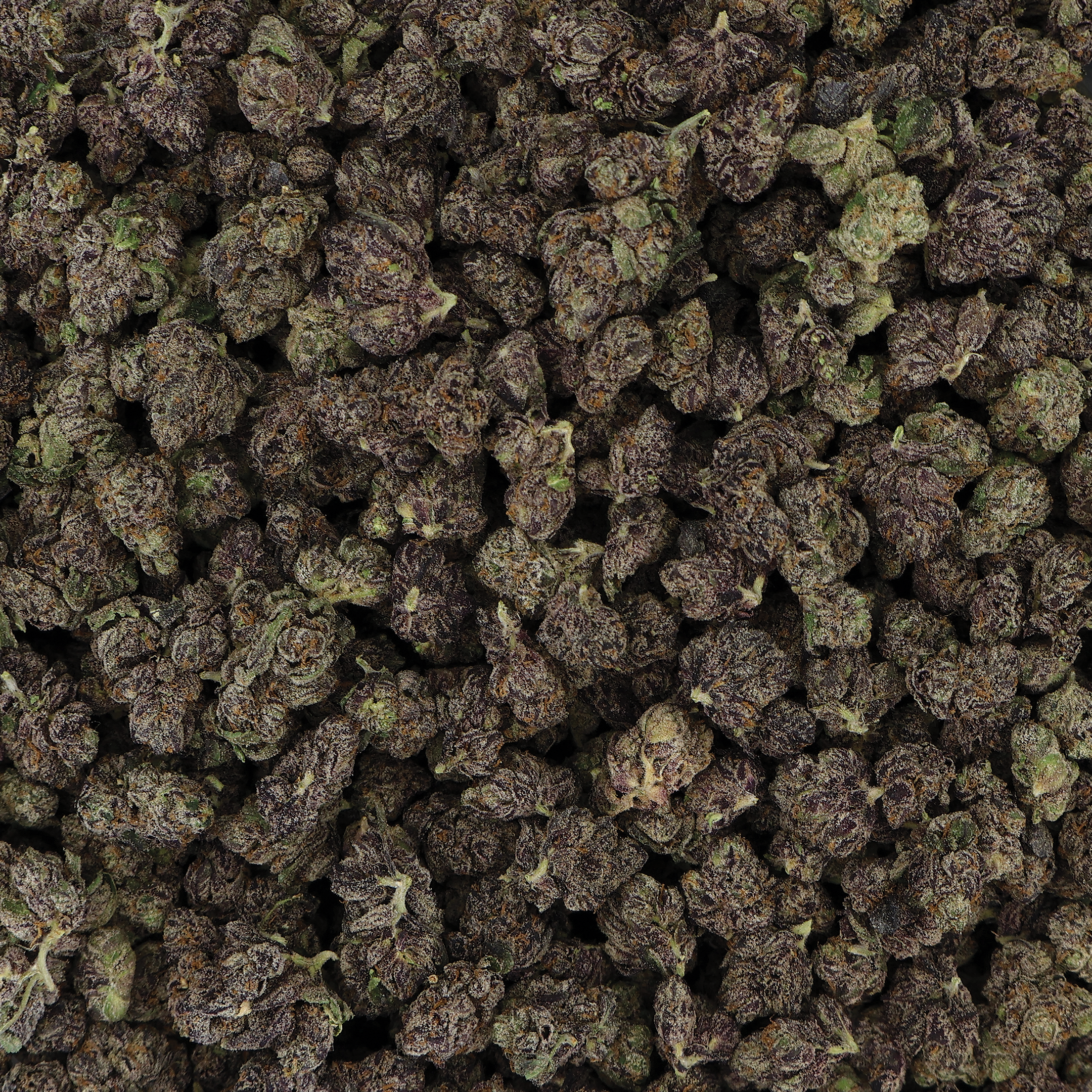 Crunch Berries THCA Flower by Miracle of the Desert, close-up of colorful, dense cannabis buds with vibrant orange hairs.