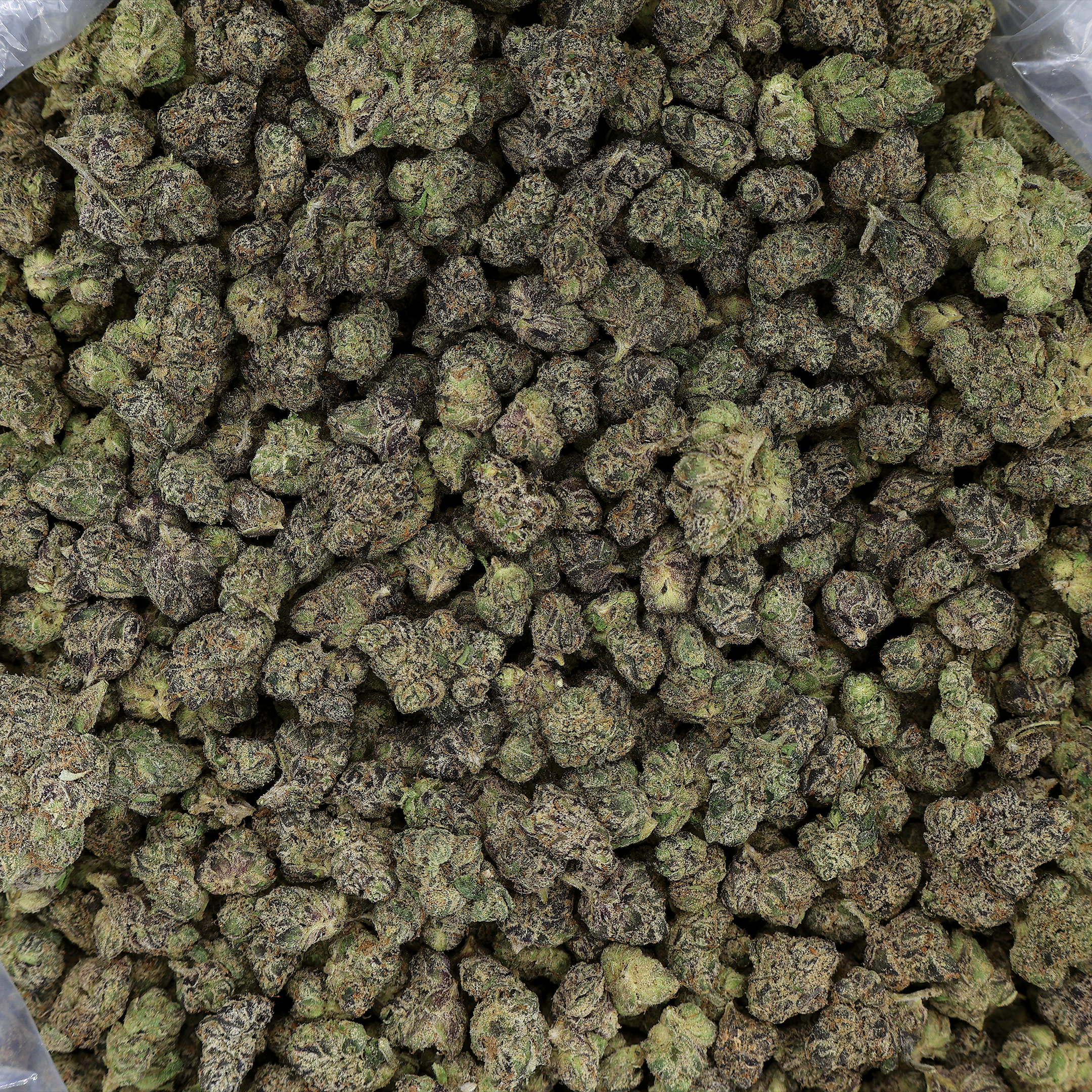 Miracle of the Desert Desert Fire OG THCA Smalls Flower, green cannabis buds with orange hairs and trichomes.