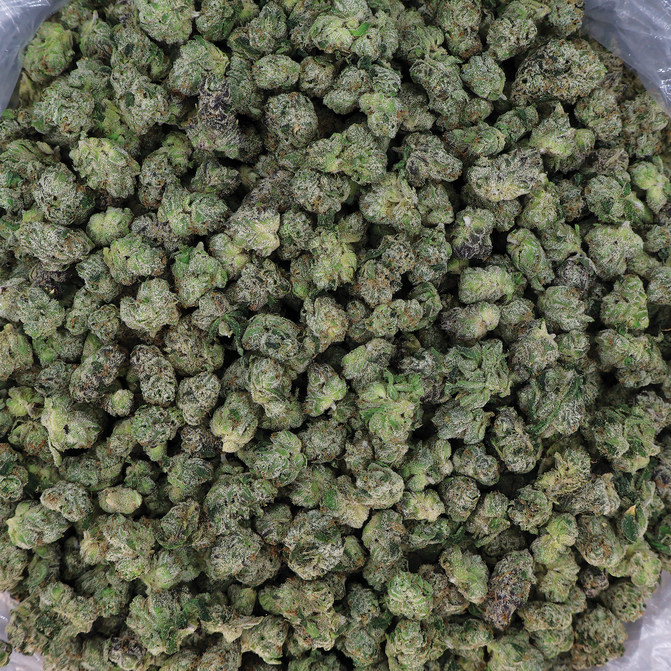 Blue Nerds THCa Flower by Miracle of the Desert, showcasing vibrant blue buds and dense cannabis flower.