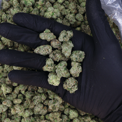 Blue Nerds THCA Flower by Miracle of the Desert, vibrant blue cannabis buds with trichomes and dense structure.
