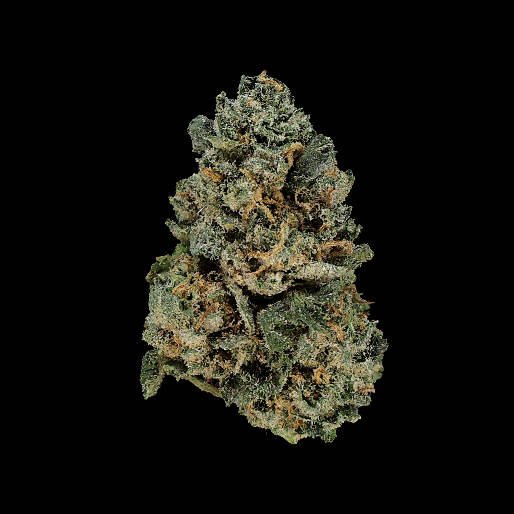 Miracle of the Desert Grape OG THCA Flower small buds with purple and green hues, showcasing dense cannabis flower.