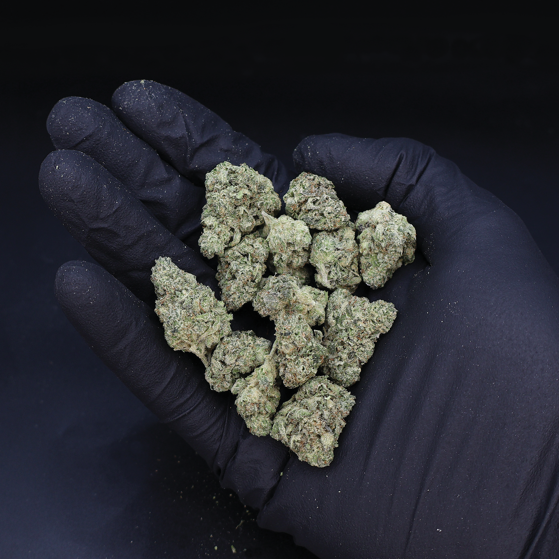 Miracle of the Desert Mystic Glue THCA Flower buds with vibrant green and purple hues, showcasing dense, resinous cannabis flowers.