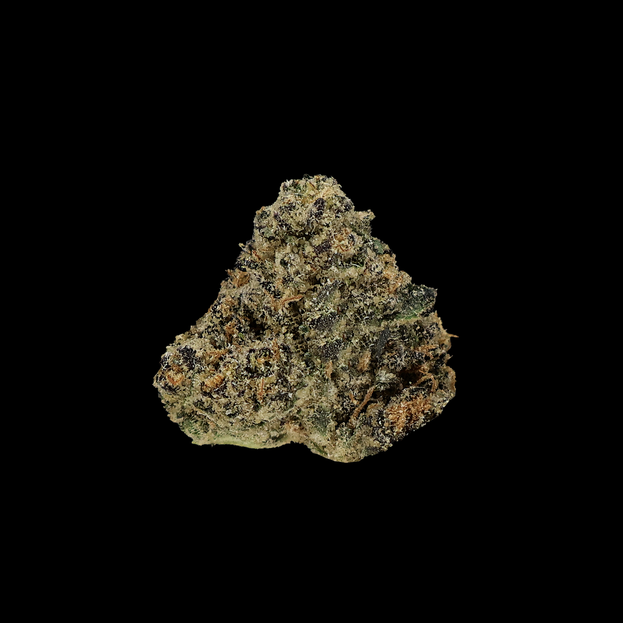 Miracle of the Desert Applescotti THCA flower small buds in a clear jar, showcasing dense, colorful cannabis flowers.