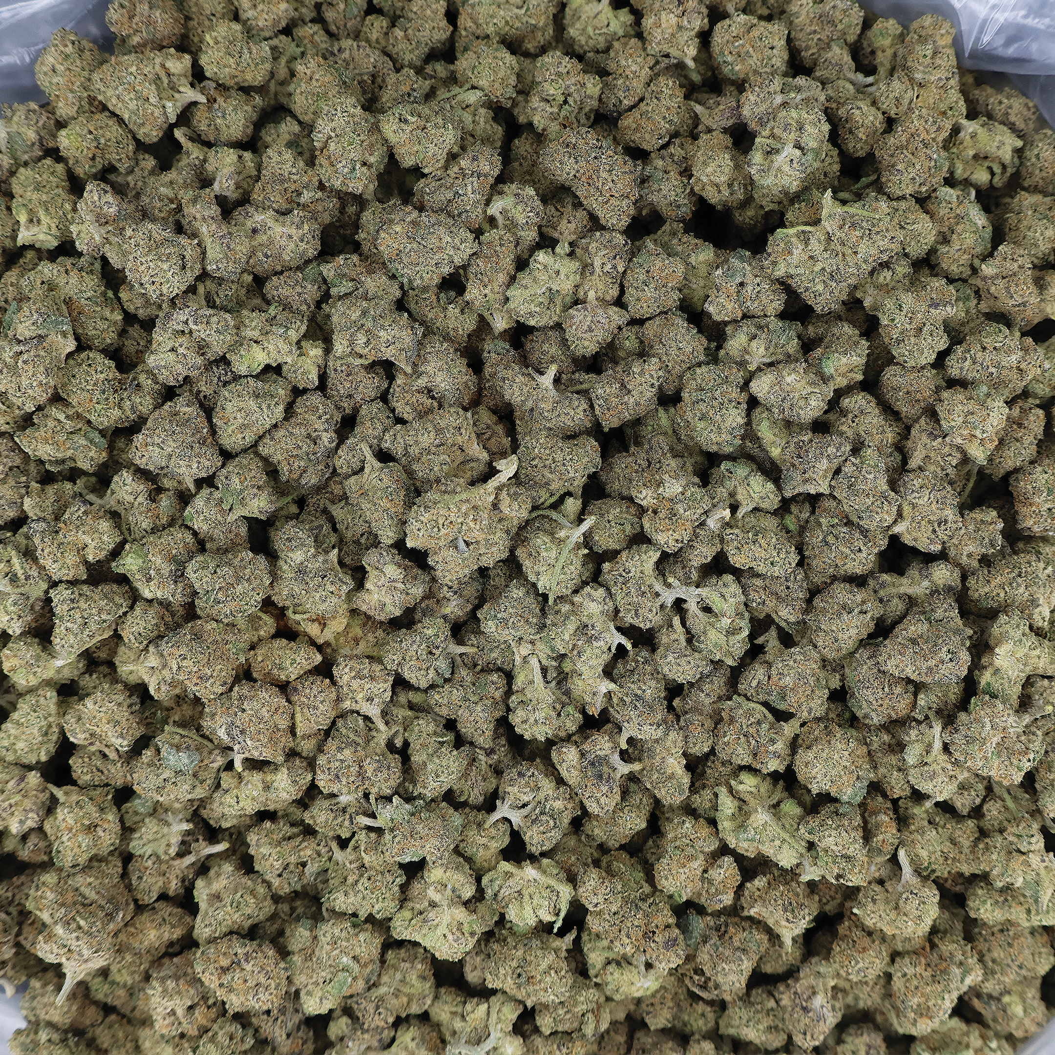 Close-up of Applescotti THCA Flower by Miracle of the Desert, showing frosty, green buds with orange hairs and dense trichomes.