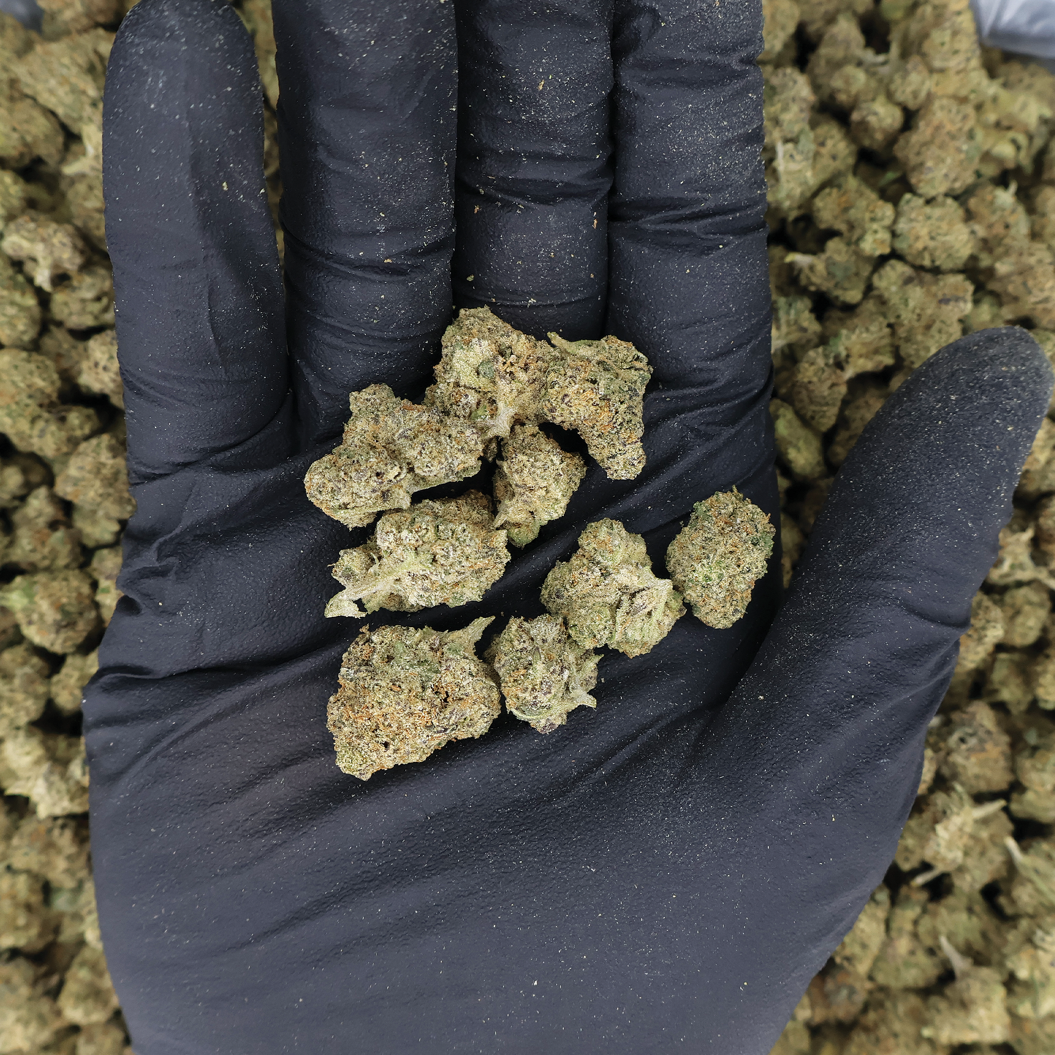 Miracle of the Desert Applescotti THCA Flower small bud lot with green and purple hues and dense trichome coverage.