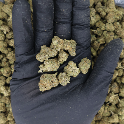 Miracle of the Desert Applescotti THCA Flower small bud lot with green and purple hues and dense trichome coverage.