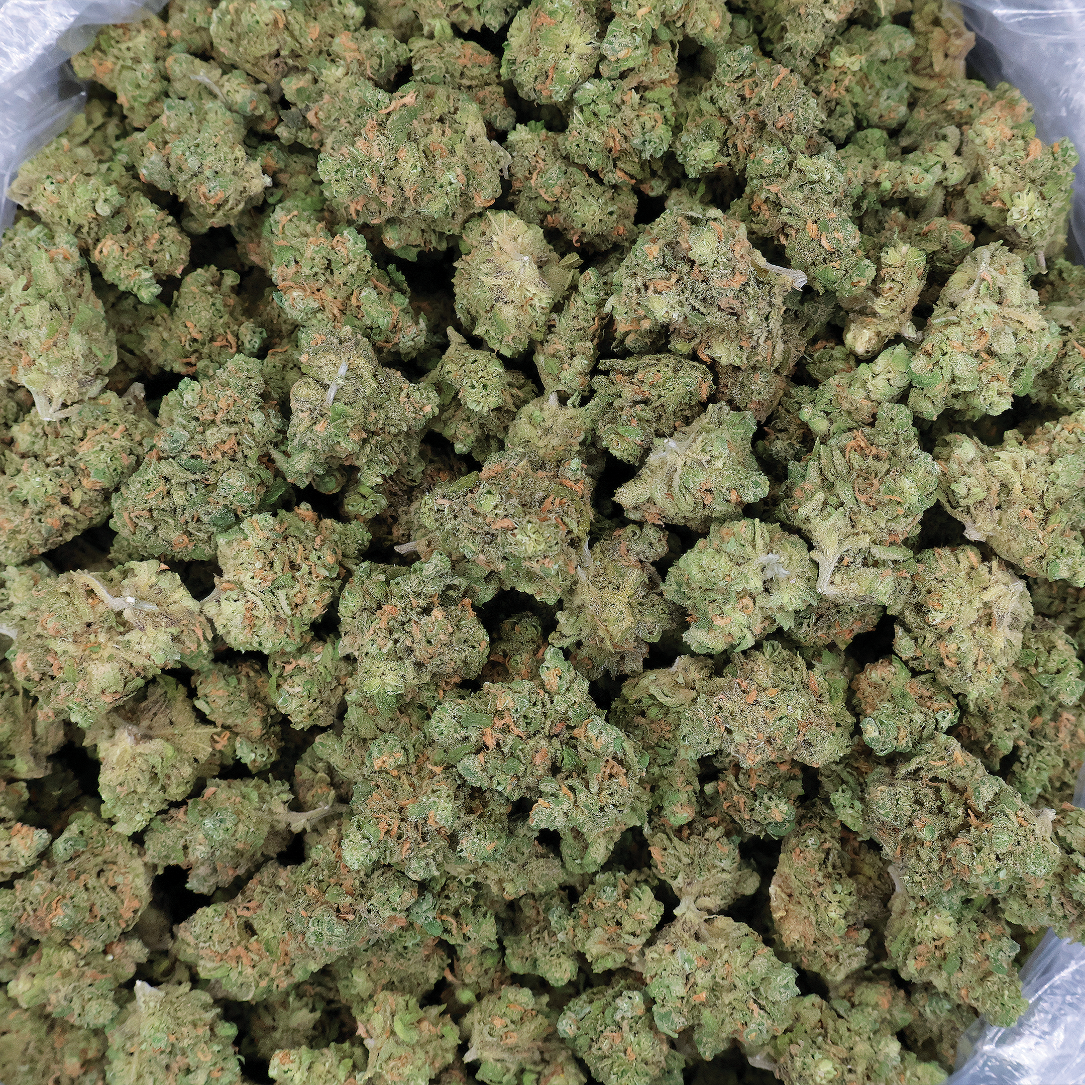 Blue Dream THCa Flower