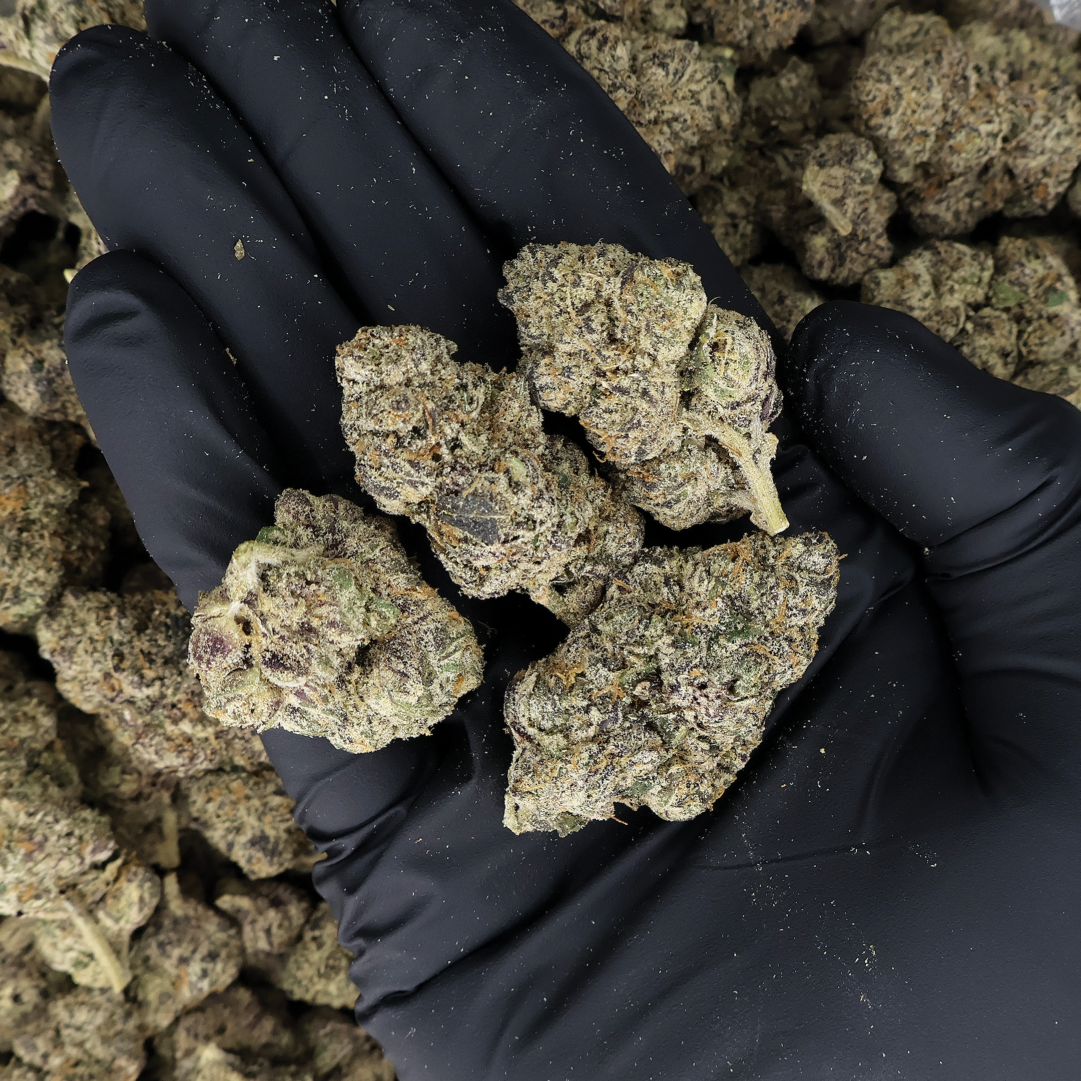 Blueberry Caviar THCa Flower