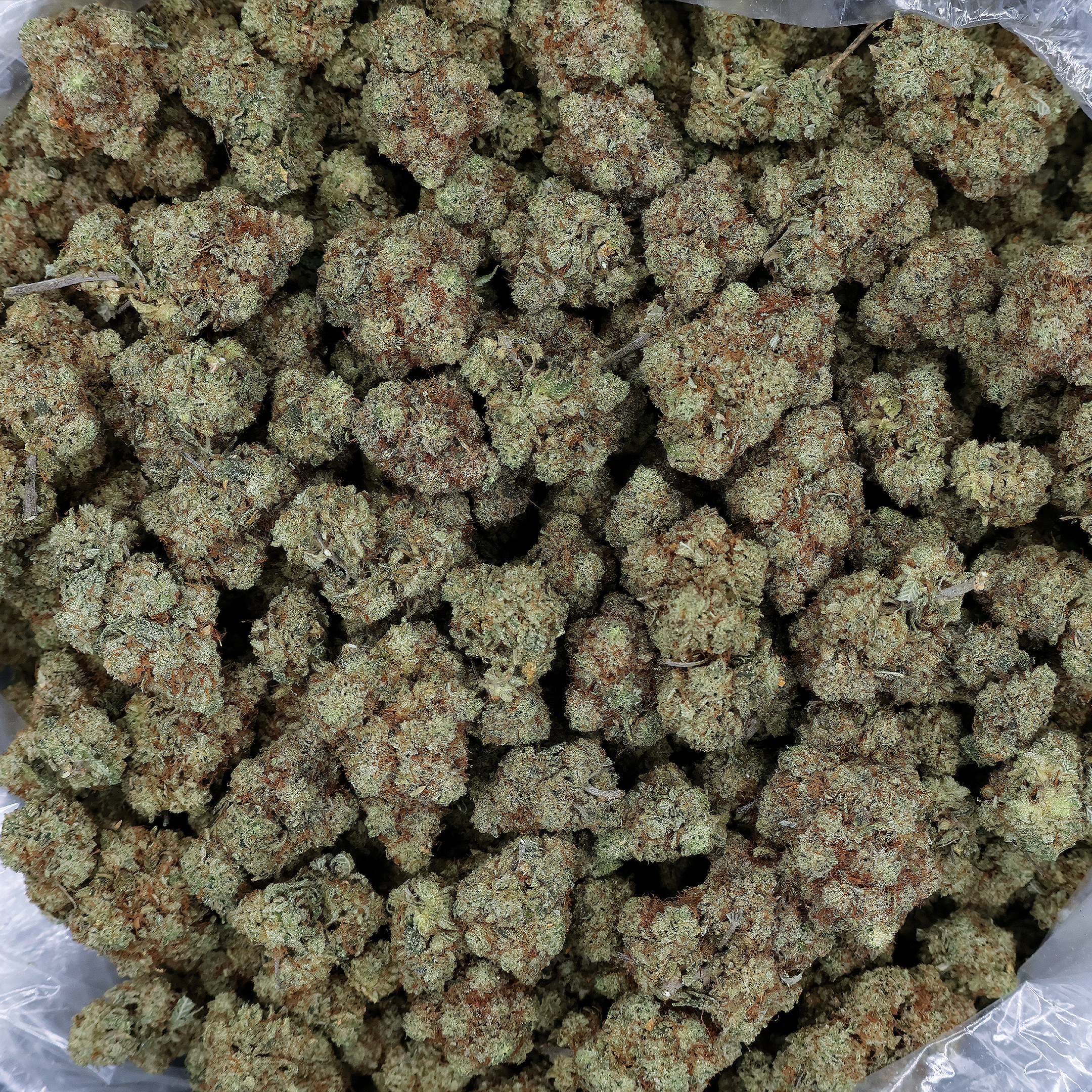GG4 THCa Flower