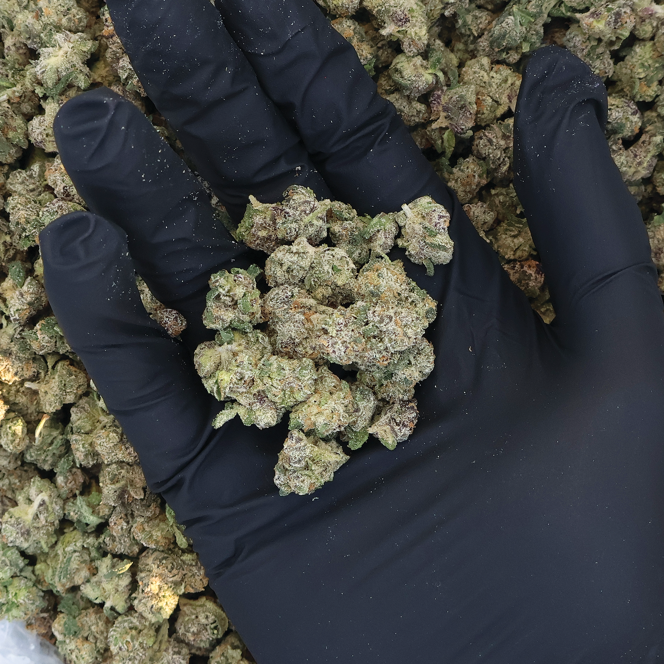 Cosmic Drip THCa Smalls Flower